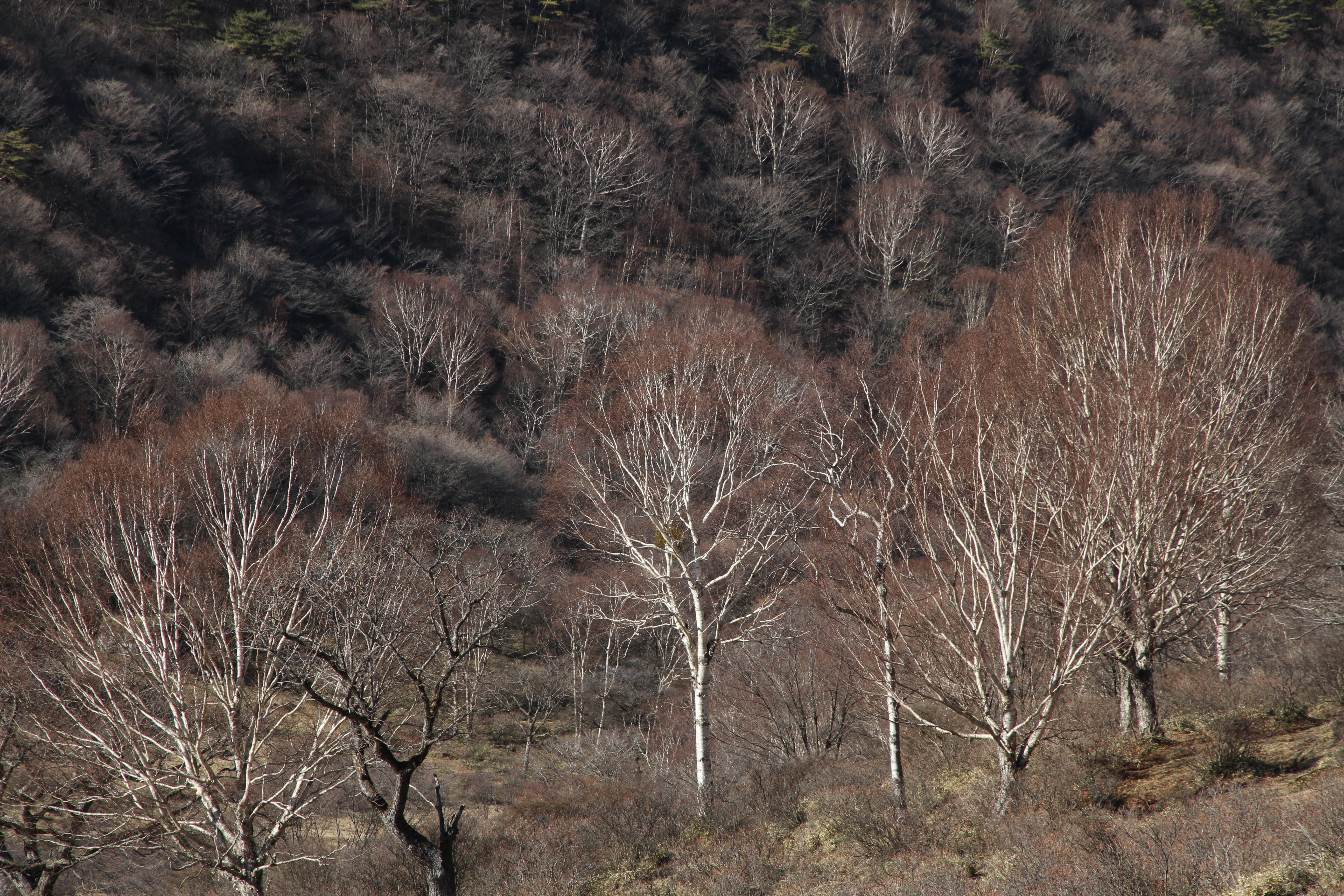 <b>EOS 7D<br>5,184×3,456 / 1/400秒 / F8 / 0EV / ISO200 / 絞り優先AE / WB:オート / 85mm</b>