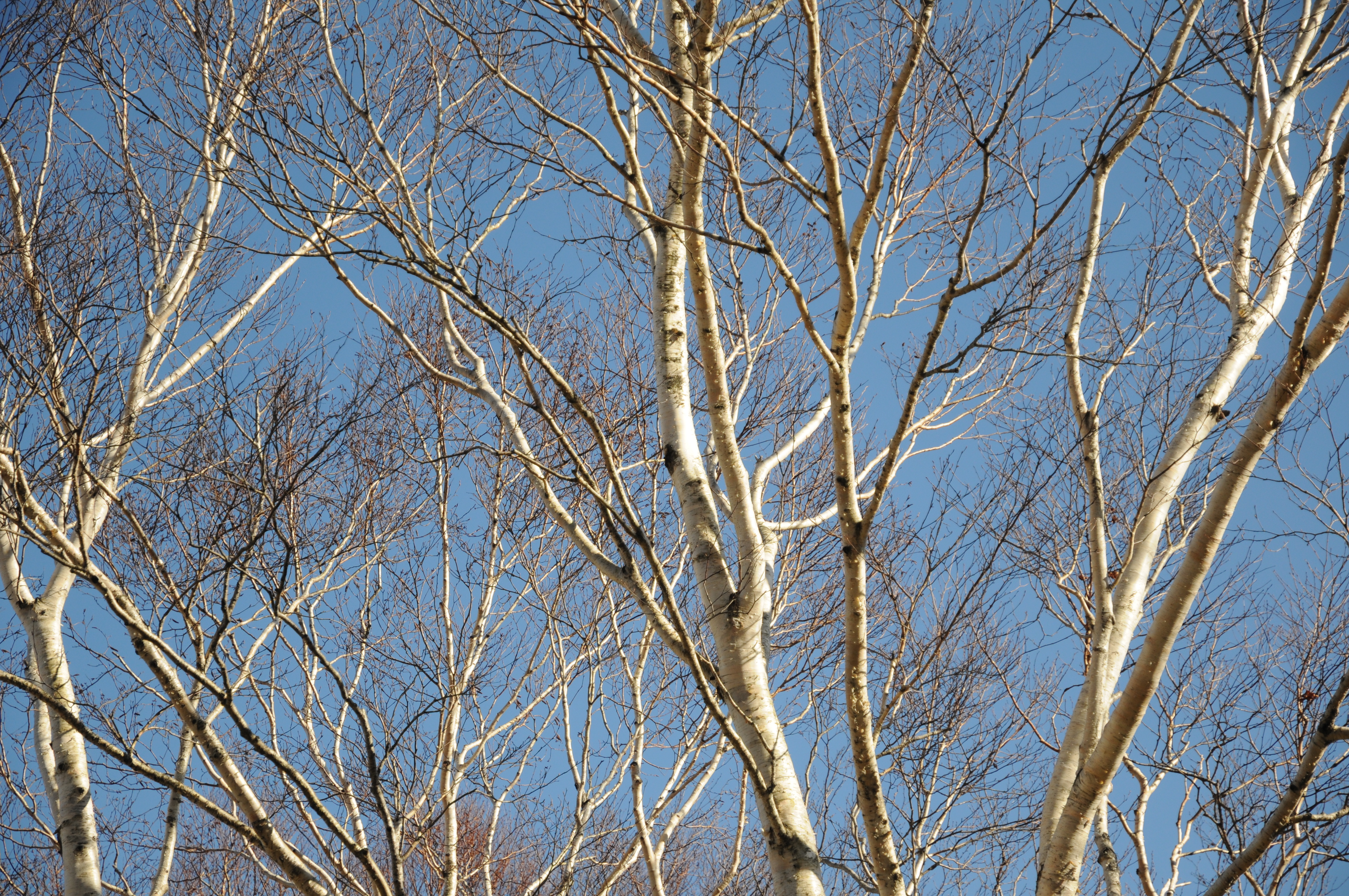 <b>4,288×2,848 / 1/800秒 / F5.6 / 0EV / ISO200 / 絞り優先AE / WB:オート / 70mm</b>