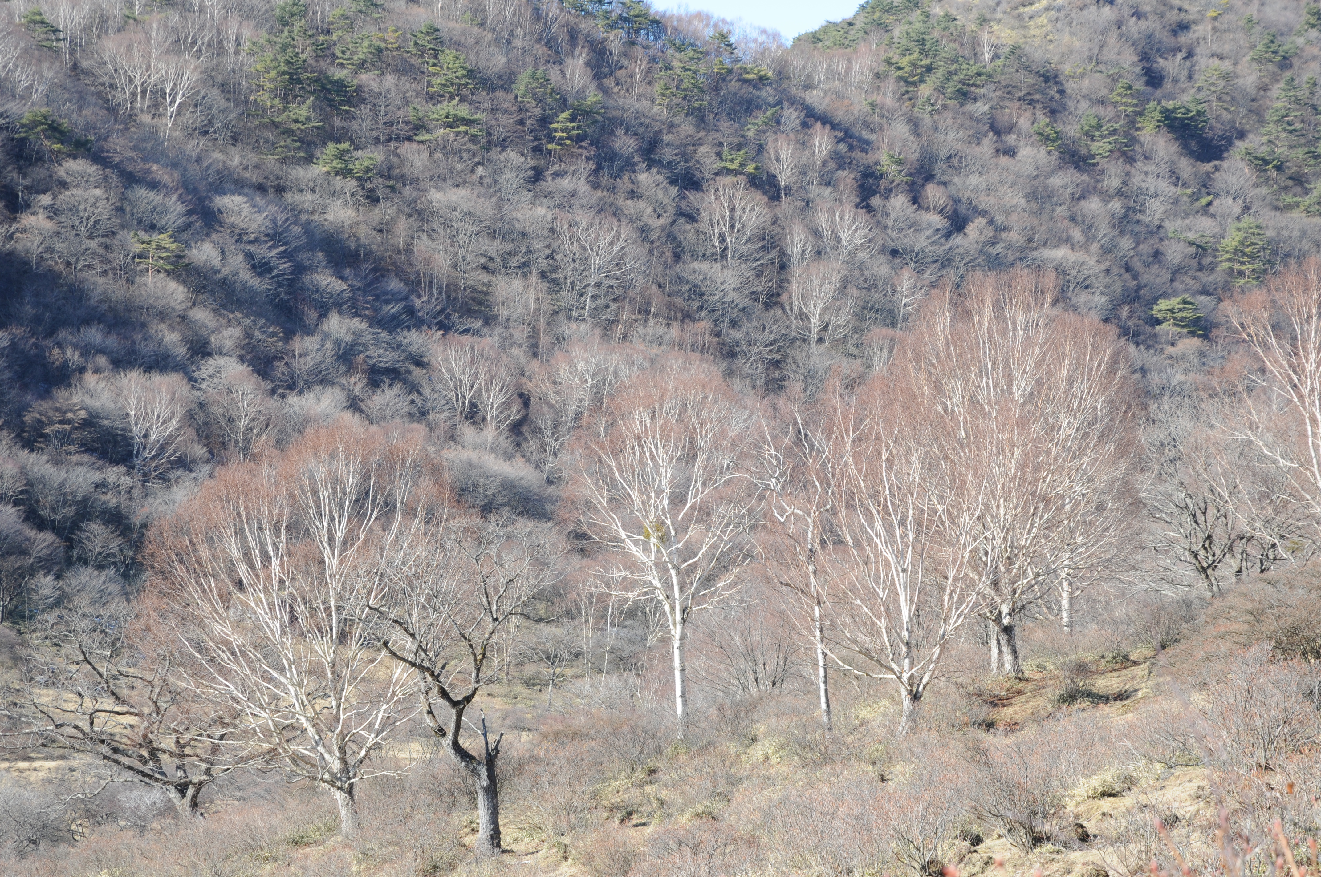 <b>4,288×2,848 / 1/160秒 / F8 / 0EV / ISO200 / 絞り優先AE / WB:オート / 68mm</b>