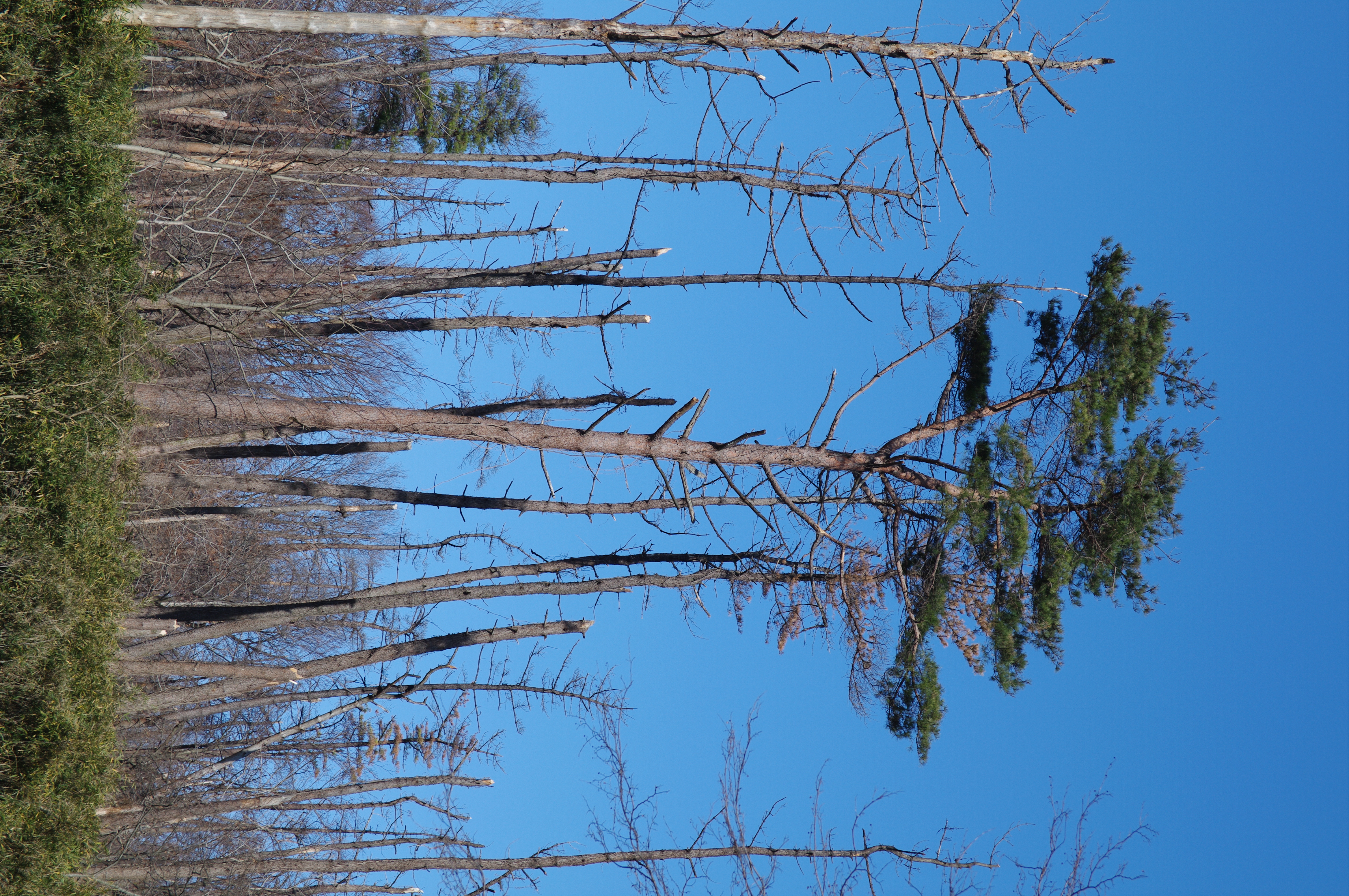 <b>3,104×4,672 / 1/200秒 / F8 / 0EV / ISO100 / 絞り優先AE / WB:オート / 70mm</b>