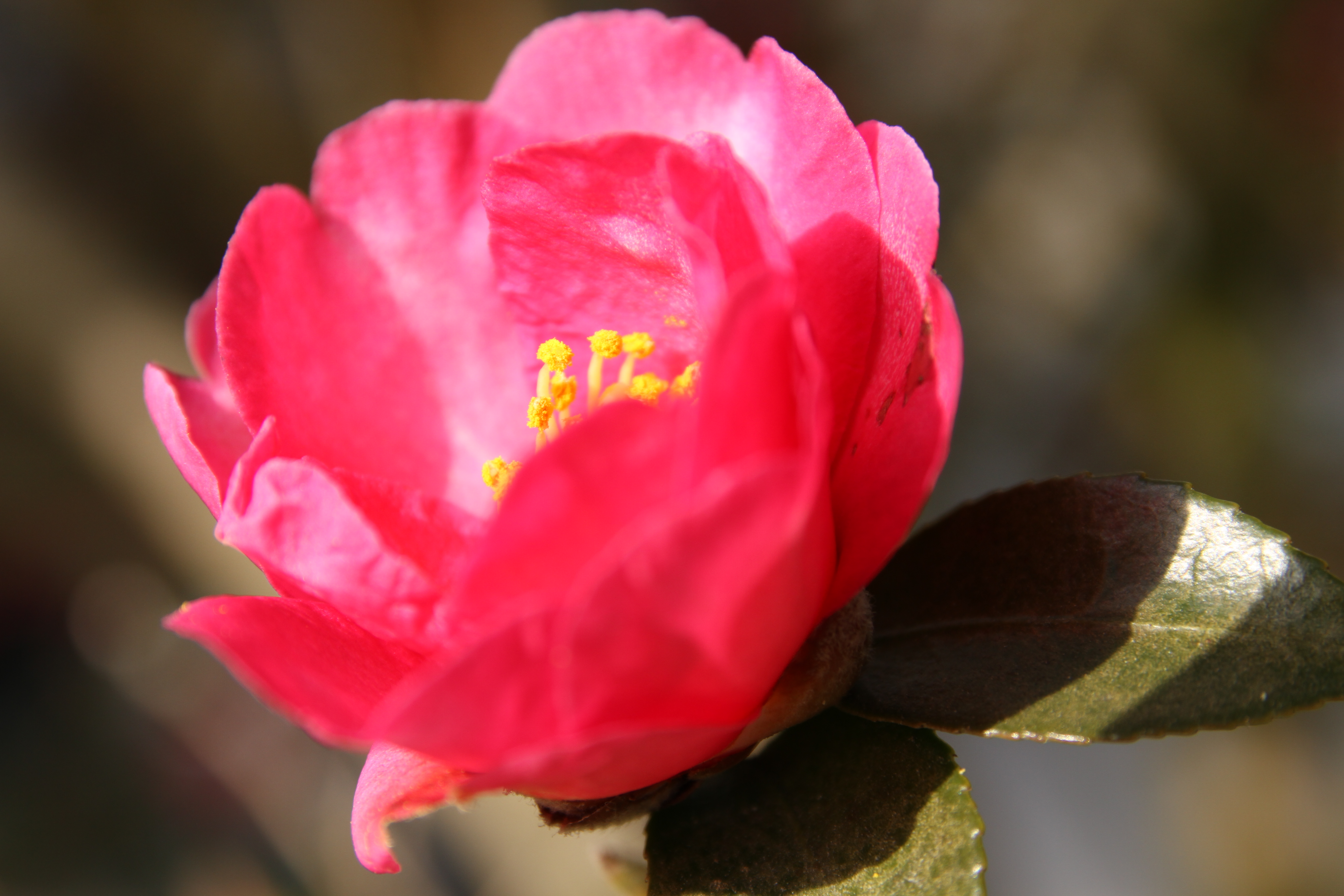 <b>EOS 7D / 17-70mm F2.8-4 DC Macro OS HSM / 約4.6MB / 5,184×3,456 / 1/250秒 / F5.6 / 0EV / ISO200 / WB:オート / 70mm</b>