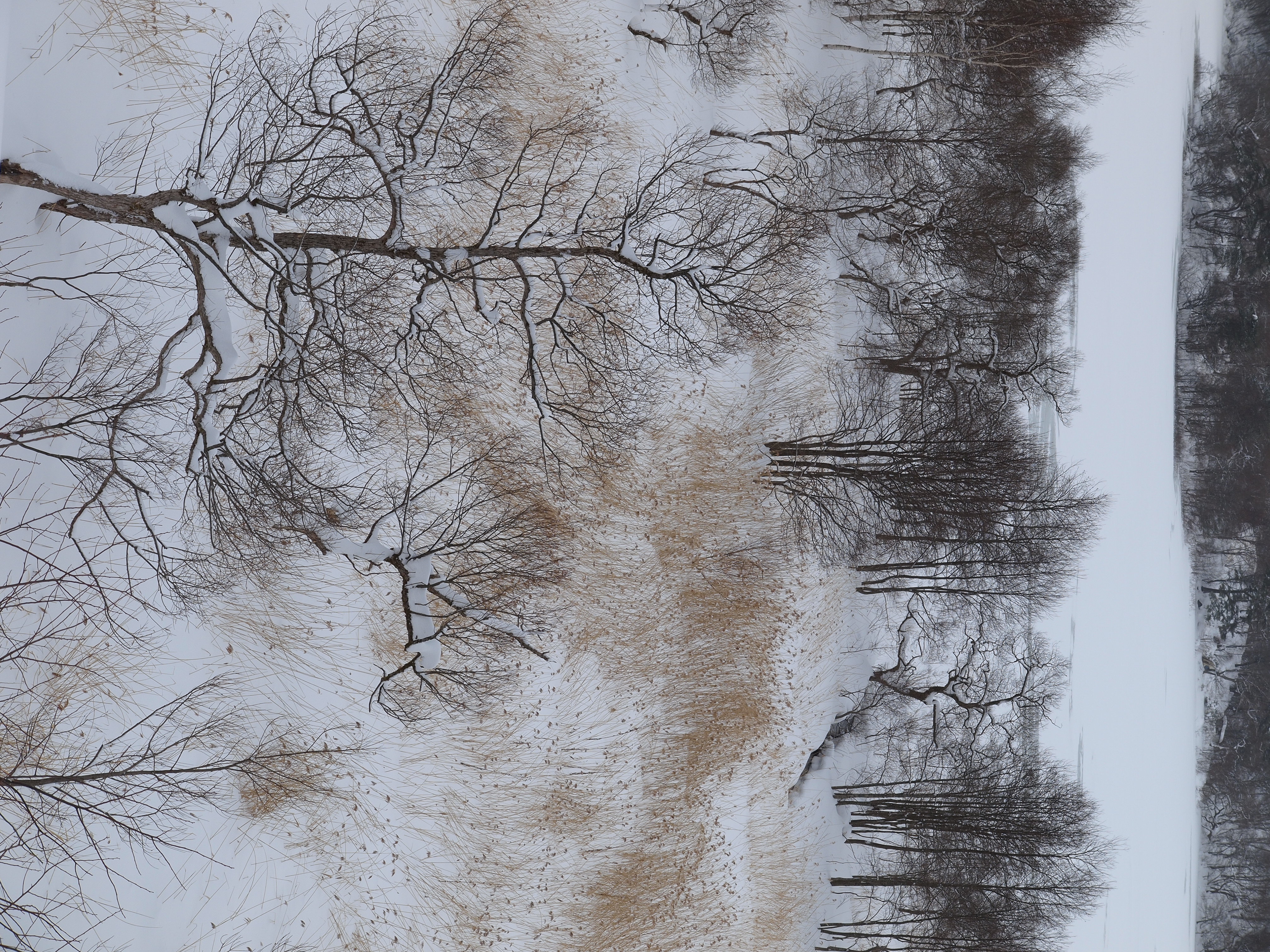 <b>仕上がり：VIVID</b>