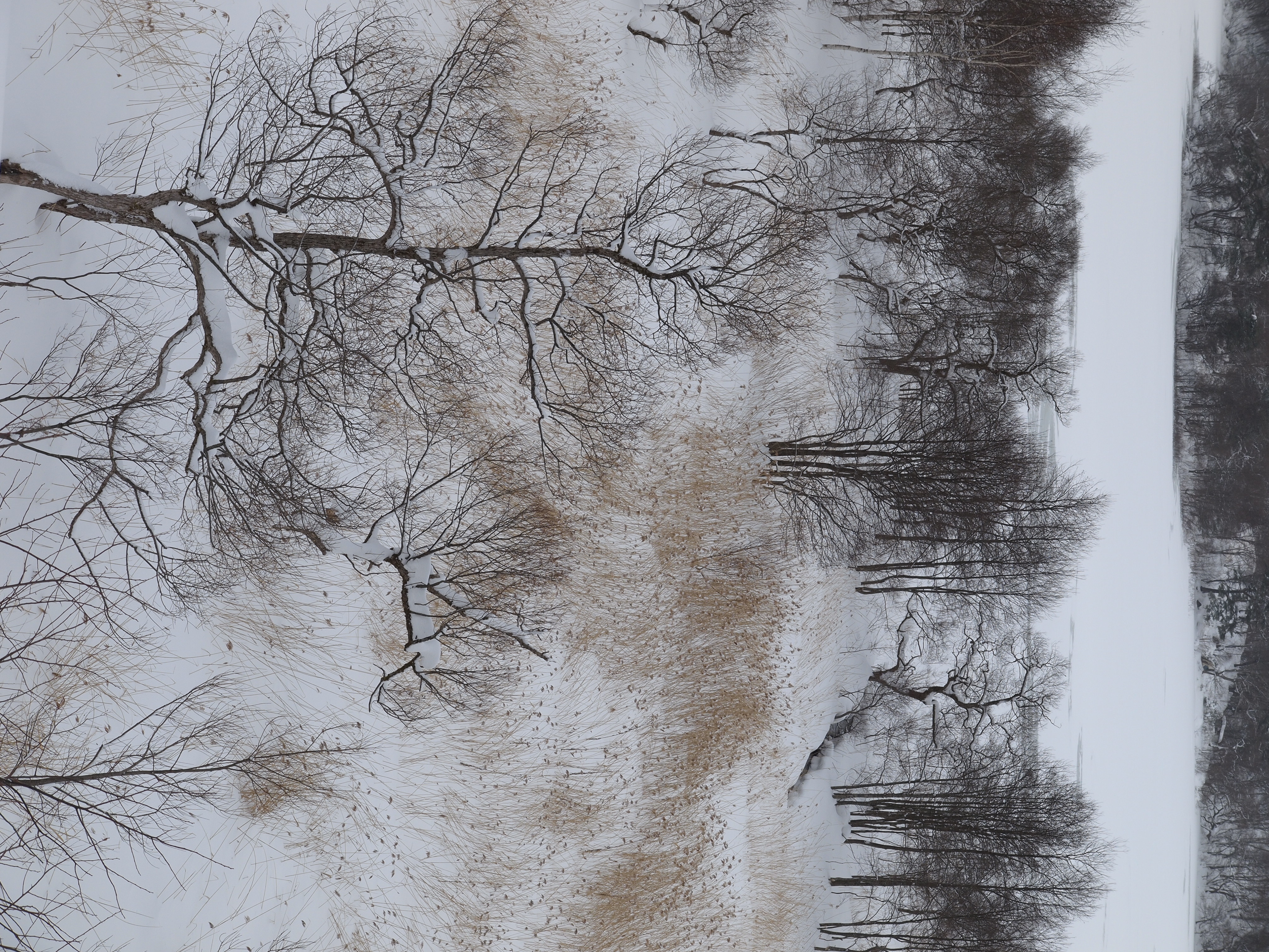 <b>仕上がり：NORMAL</b>