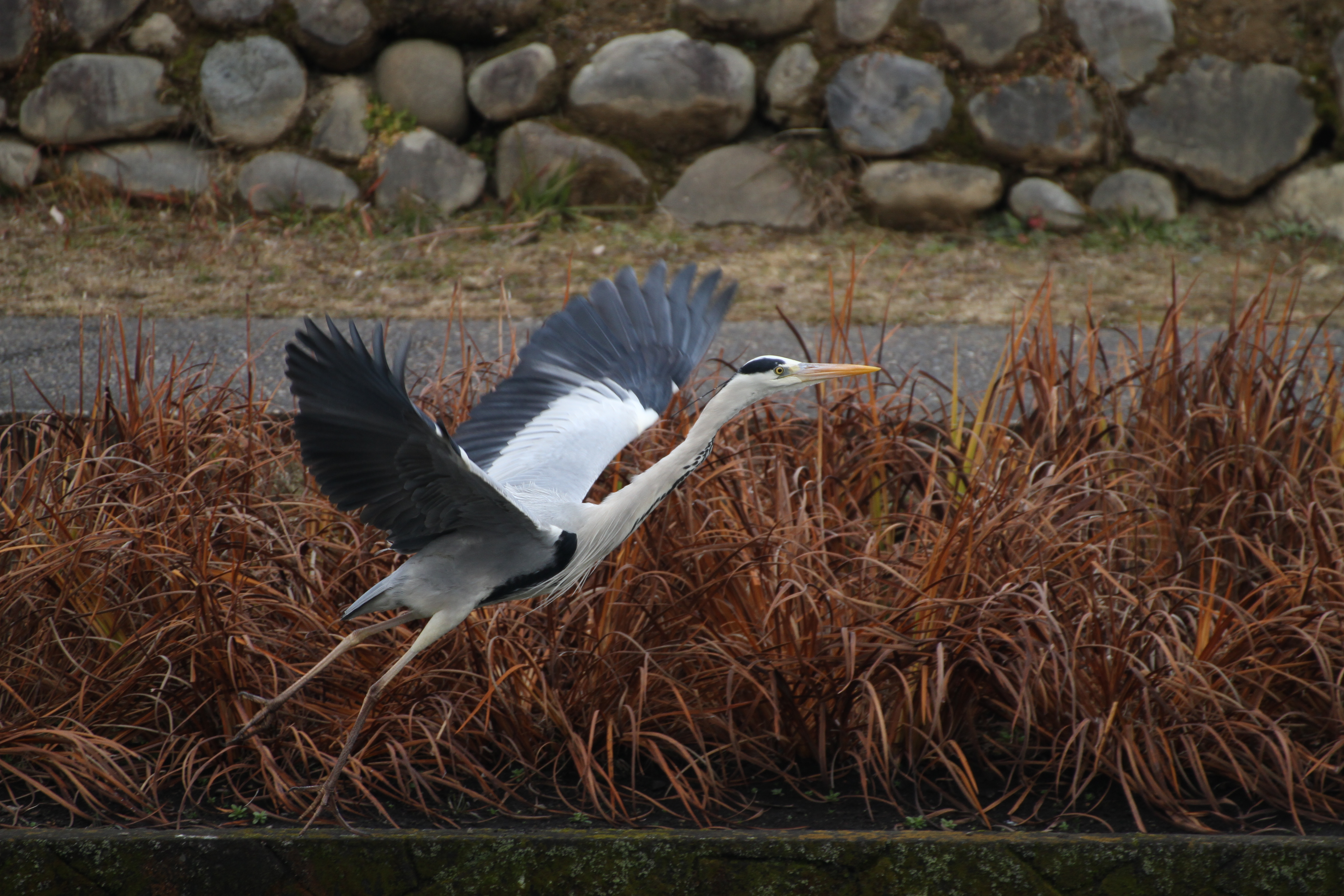 <b>EOS 7D / 70-300mm F4-5.6 DG OS / 約6.3MB / 5,184×3,456 / 1/800秒 / F5.6 / 0EV / ISO400 / WB:オート / 300mm</b>