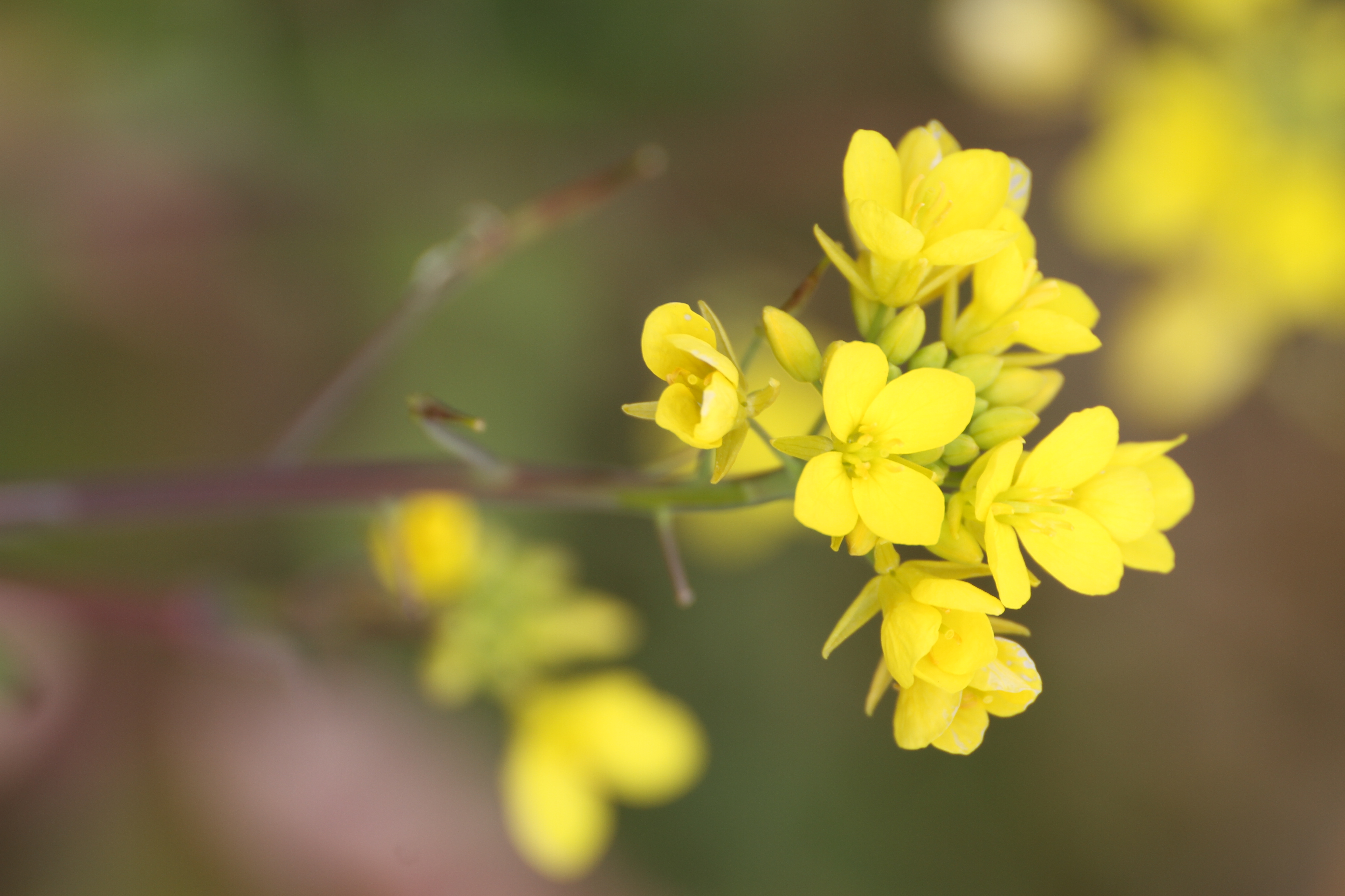 <b>EOS 7D / 70-300mm F4-5.6 DG OS / 約4.1MB / 3,456×5,184 / 1/125秒 / F8 / 0EV / ISO100 / WB:オート / 300mm</b>