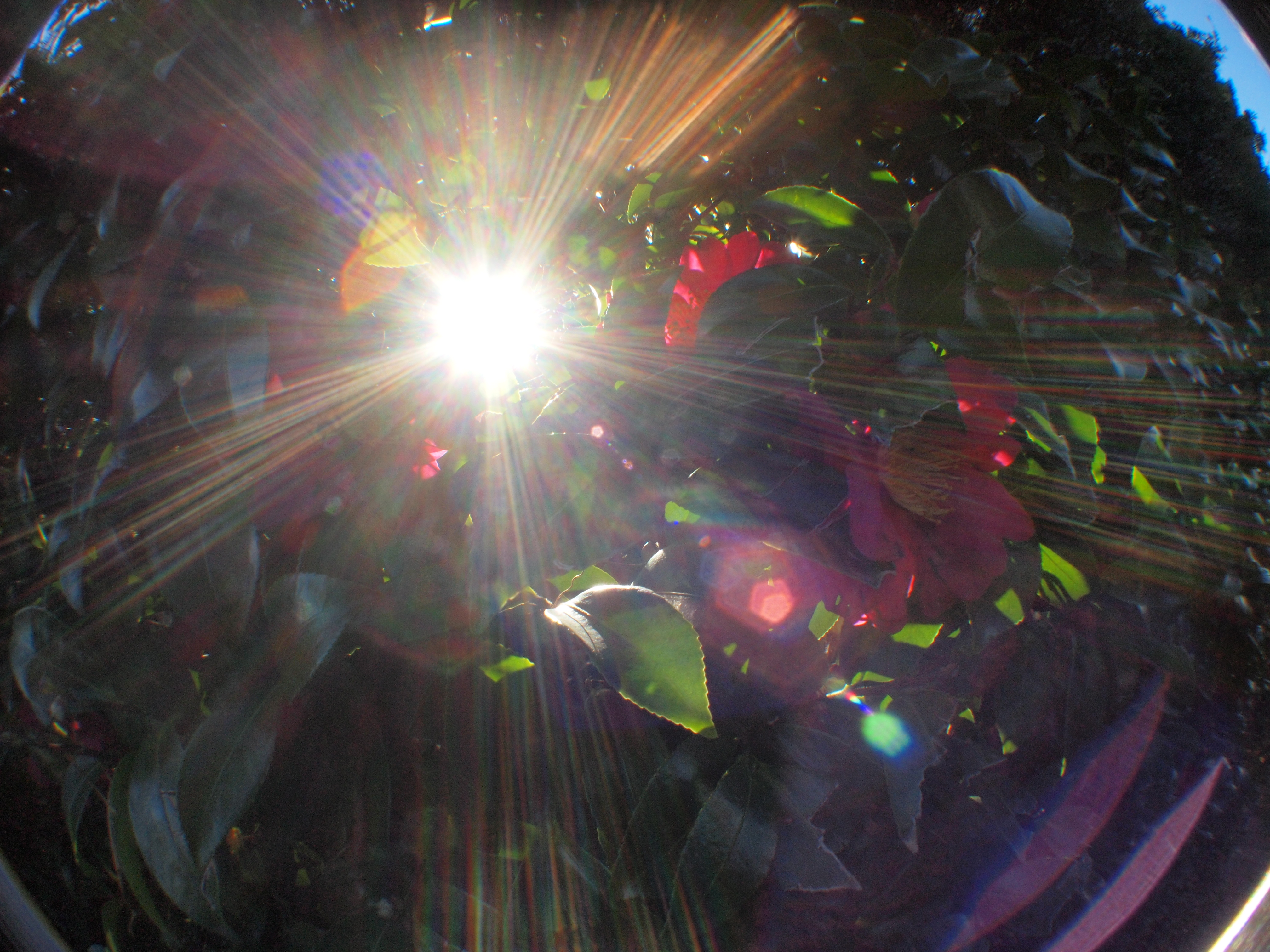 <b>E-P2 / M.ZUIKO DIGITAL 17mm F2.8+GIZMON E-P1/E-P2用フィッシュアイレンズ / 約5.6MB / 4,032×3,024 / 1/80秒 / F16 / 0EV / ISO400 / WB:オート</b>