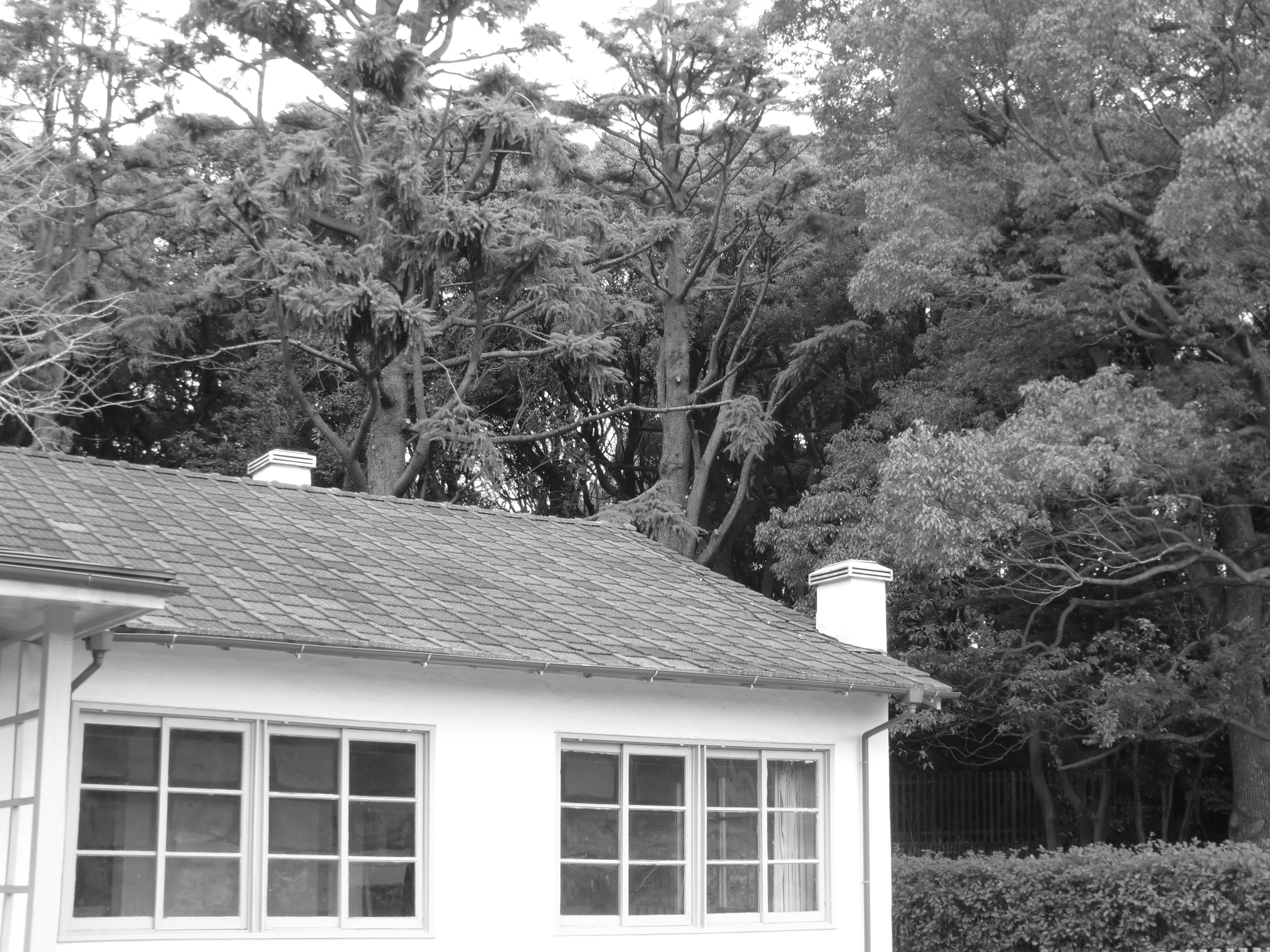 <b>カラーフィルター：白黒</b>