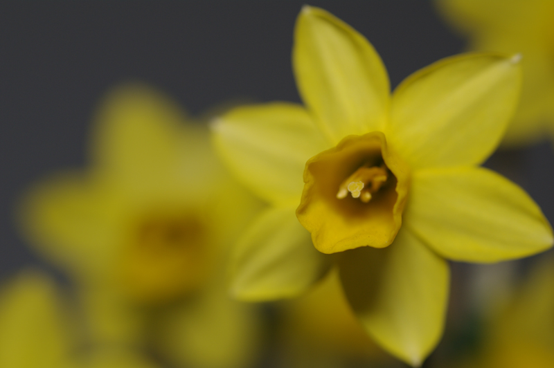 <b>正面から照射</b>