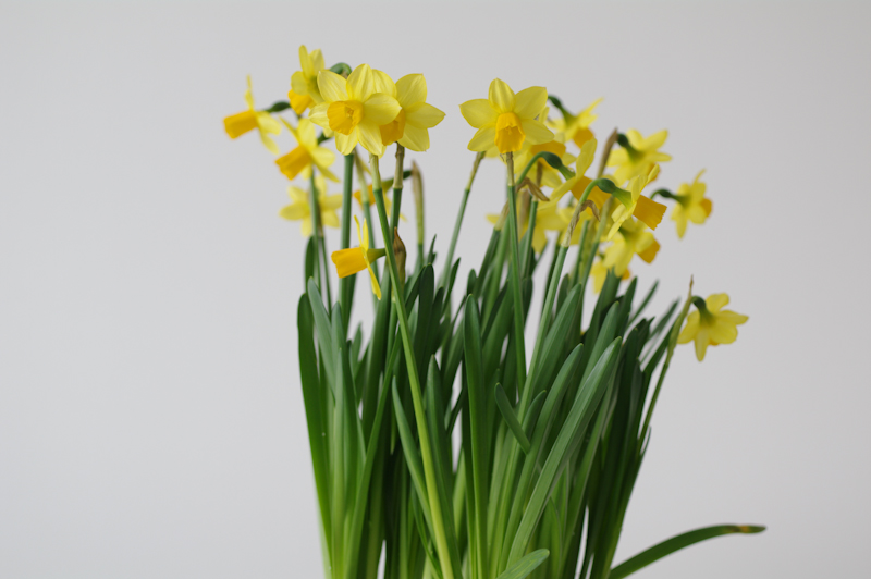 <b>距離50cm（照射なし）</b>