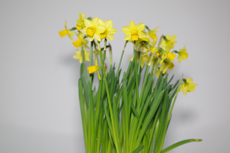 <b>距離50cm（光量強）</b>