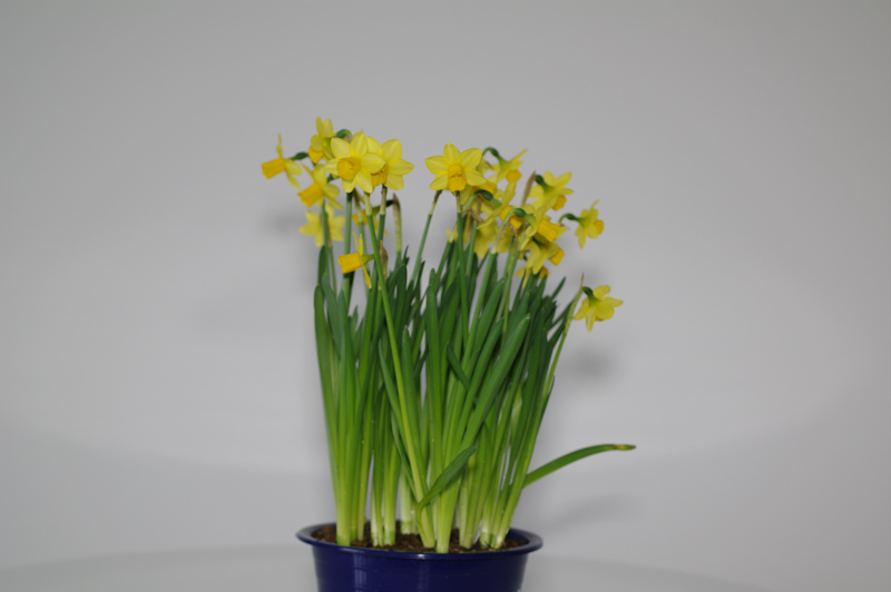 <b>距離1m（光量強）</b>