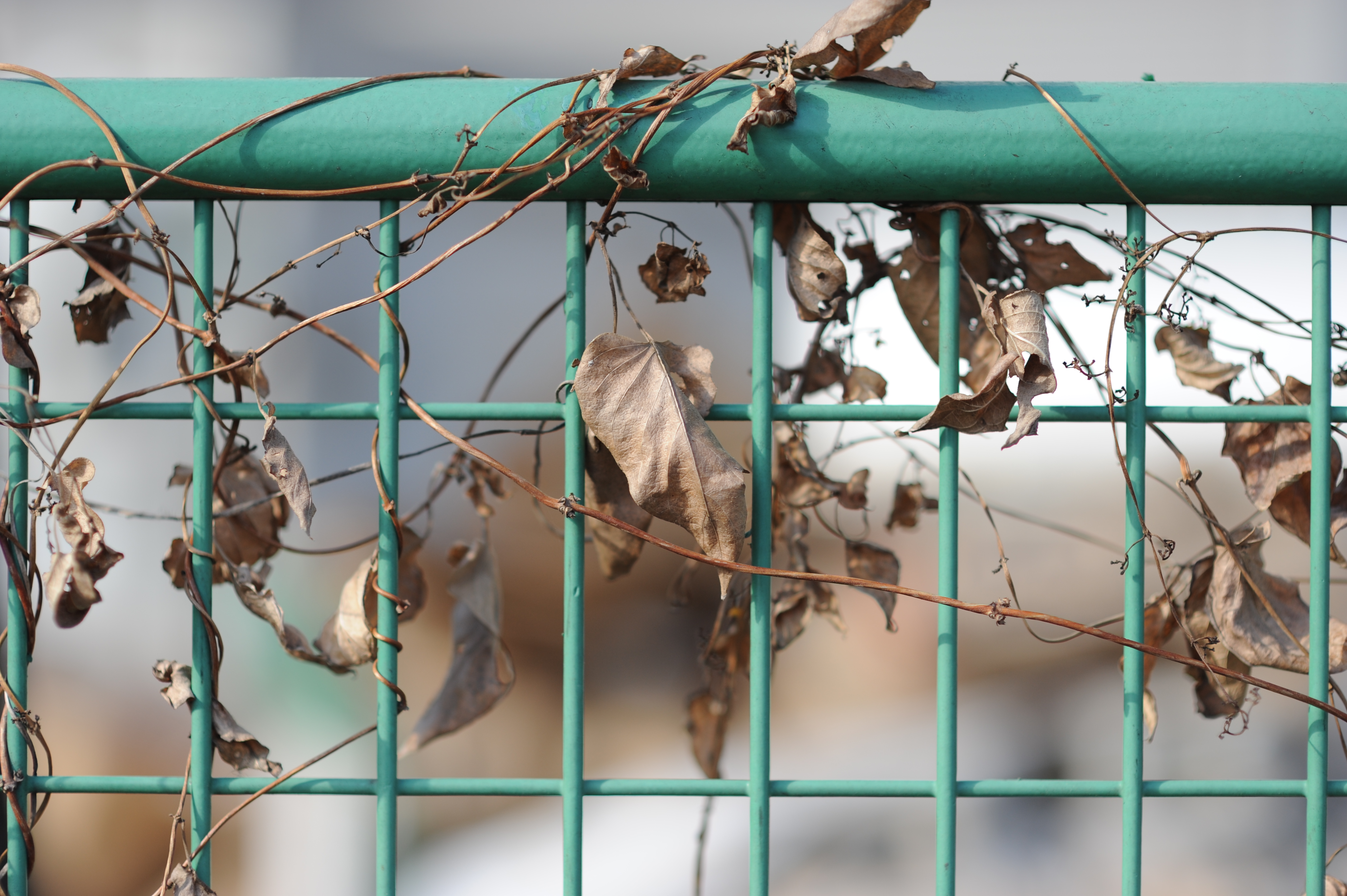 <b>D700 / Ai AF Nikkor 85mm F1.4 D（IF） / 4,256×2,832 / 1/2,500秒 / F2 / +0.3EV / ISO200 / WB:オート</b>