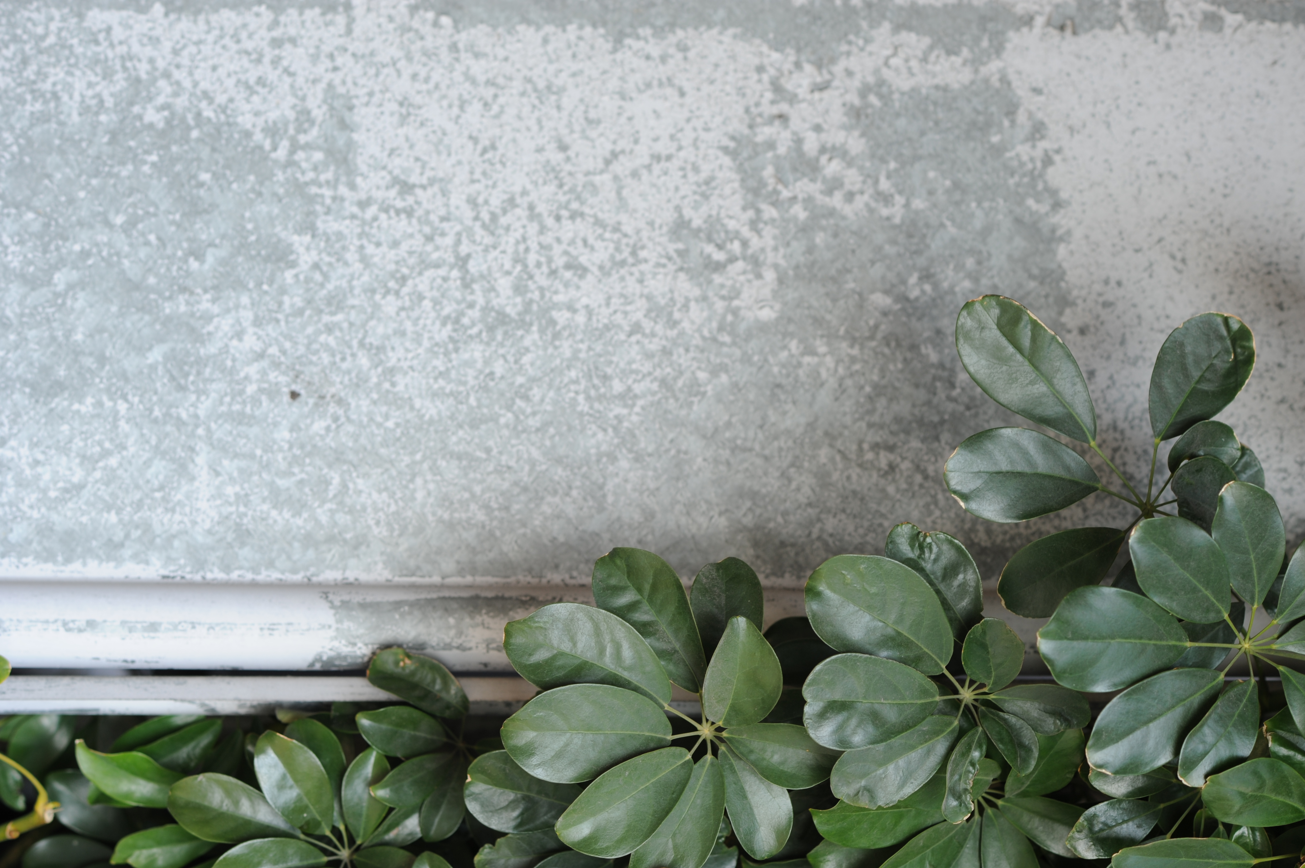 <b>D700 / Ai AF DC Nikkor 105mm F2 D / 4,256×2,832 / 1/125秒 / F4 / +0.3EV / ISO200 / WB:オート</b>