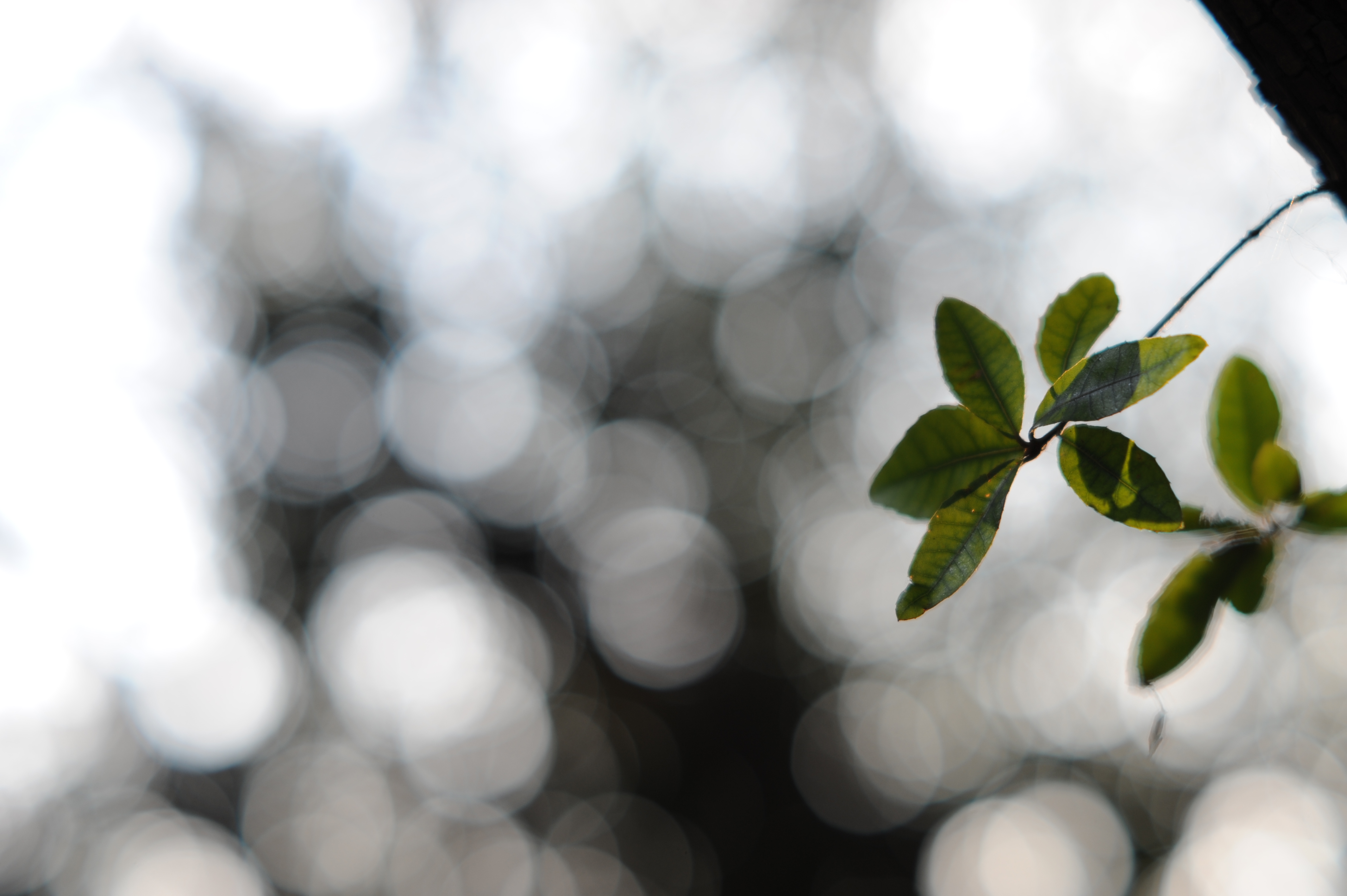 <b>D700 / Ai AF DC Nikkor 105mm F2 D / 4,256×2,832 / 1/320秒 / F2.8 / +0.7EV / ISO200 / WB:オート</b>