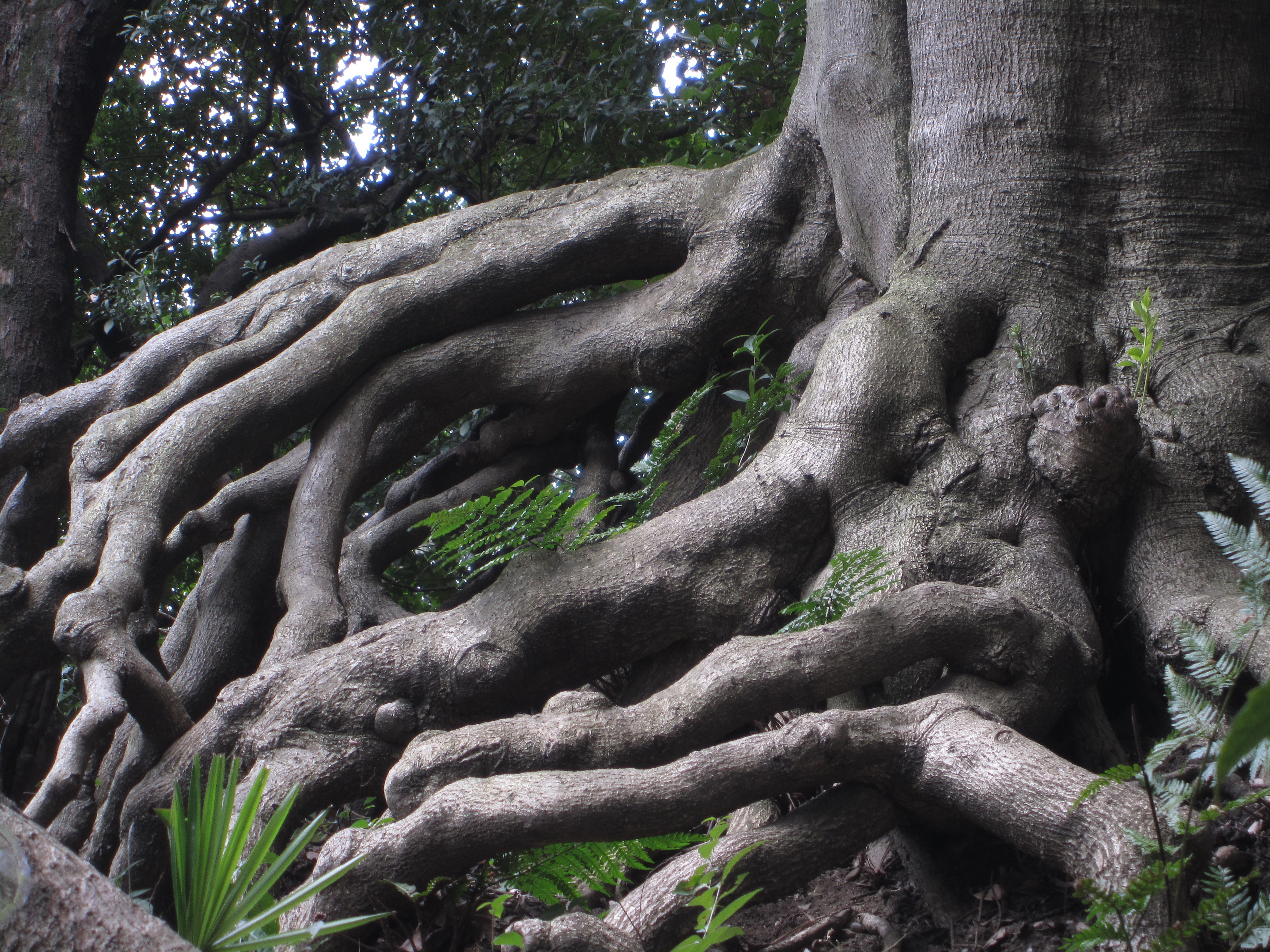 <b>長い間に土が流されたのだろう、露出した根が不思議な光景を生みだしていた。これはさすがに手持ちではブレたので三脚を使った<br>IXY 10S / 4,320×3,240 / 1/13秒 / F5.9 / -1EV / ISO80 / WB:オート / 21.5mm（120mm相当）</b>