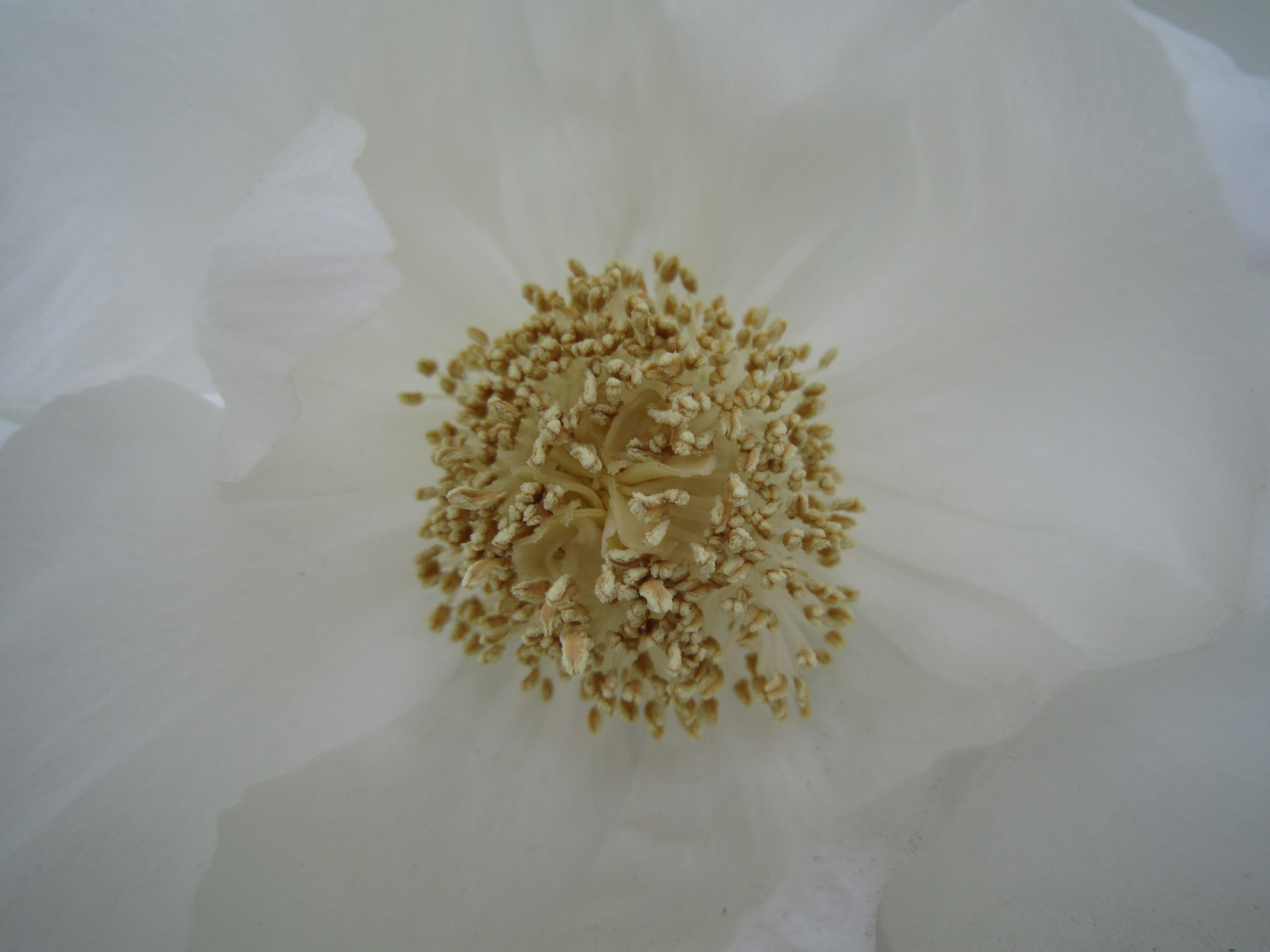 <b>めいっぱい寄ったときの撮影範囲は公称で80×60mm。コンパクト機のマクロ機能としては悪くないレベルだ<br>IXY 10S / 4,320×3,240 / 1/60秒 / F4 / 0EV / ISO80 / WB:オート / 4.3mm（24mm相当）</b>