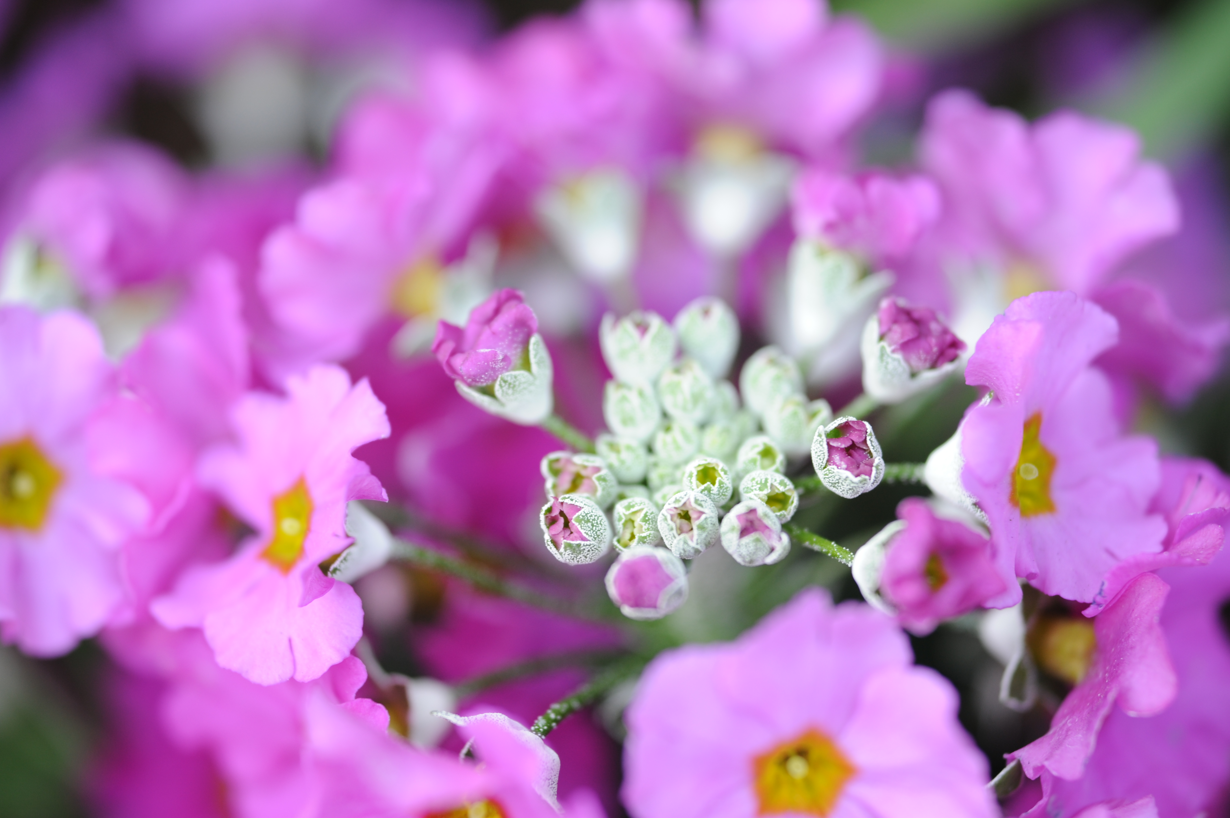 <b>D700 / APO-LANTHAR 90mm F3.5 SL II Close Focus / 約3.7MB / 4,256×2,832 / 1/100秒 / F4 /  +0.3EV / ISO400 / WB:オート（クローズアップレンズを到着）</b>