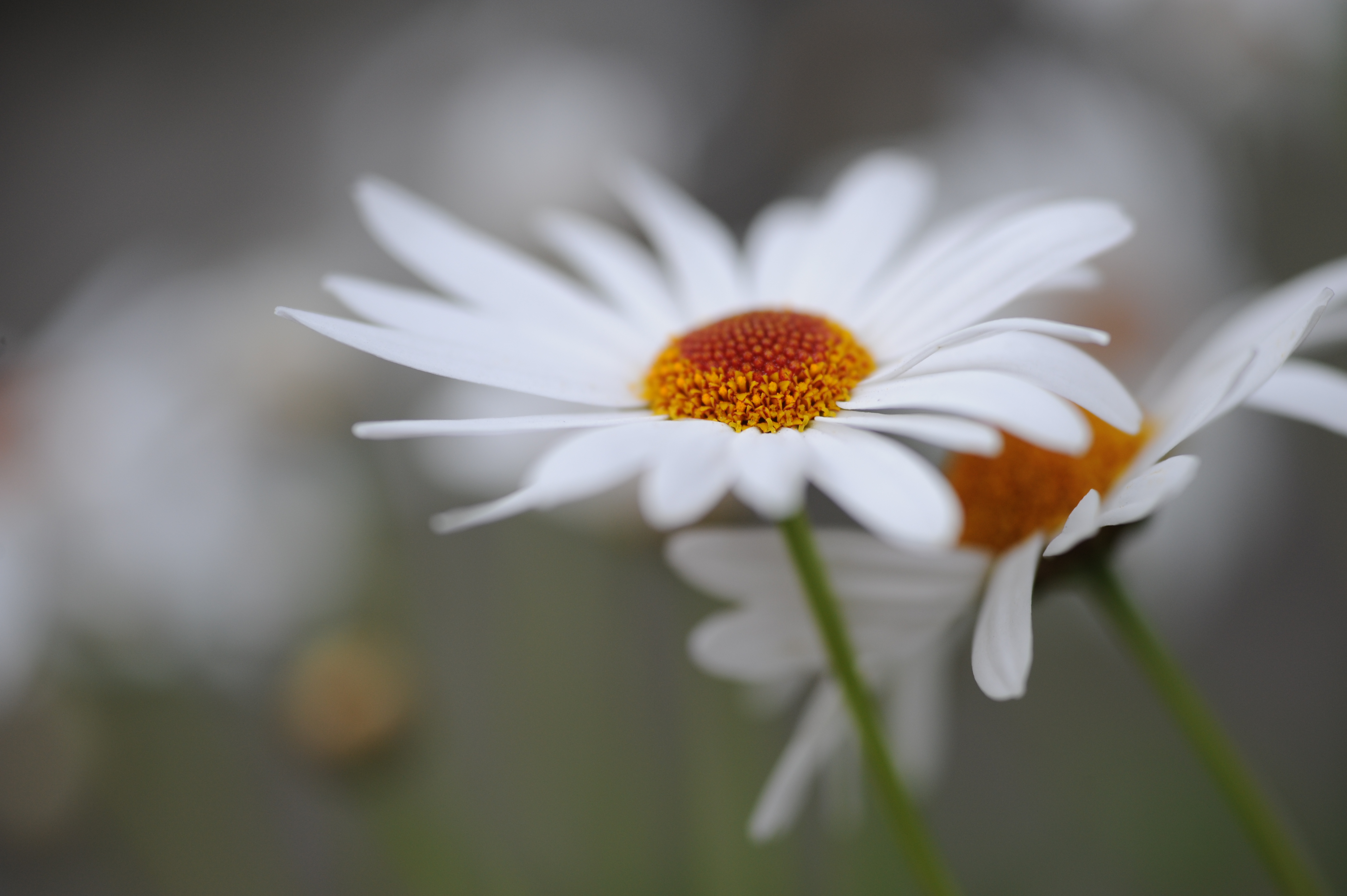 <b>D700 / APO-LANTHAR 90mm F3.5 SL II Close Focus / 約3.6MB / 4,256×2,832 / 1/500秒 / F4 / 0EV / ISO400 / WB:オート（クローズアップレンズを到着）</b>