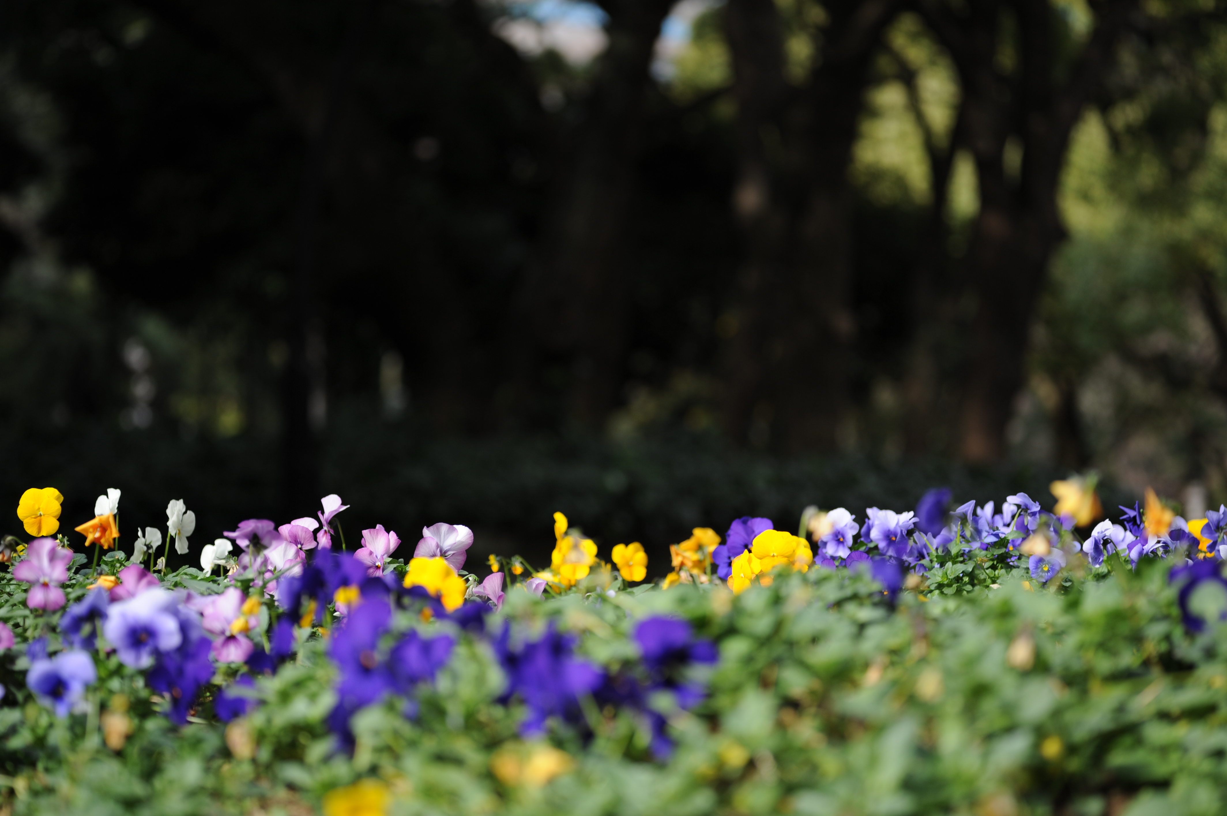 <b>D700 / APO-LANTHAR 90mm F3.5 SL II Close Focus / 約3.4MB / 4,256×2,832 / 1/400秒 / F3.5 /  -1.3EV / ISO200 / WB:オート</b>