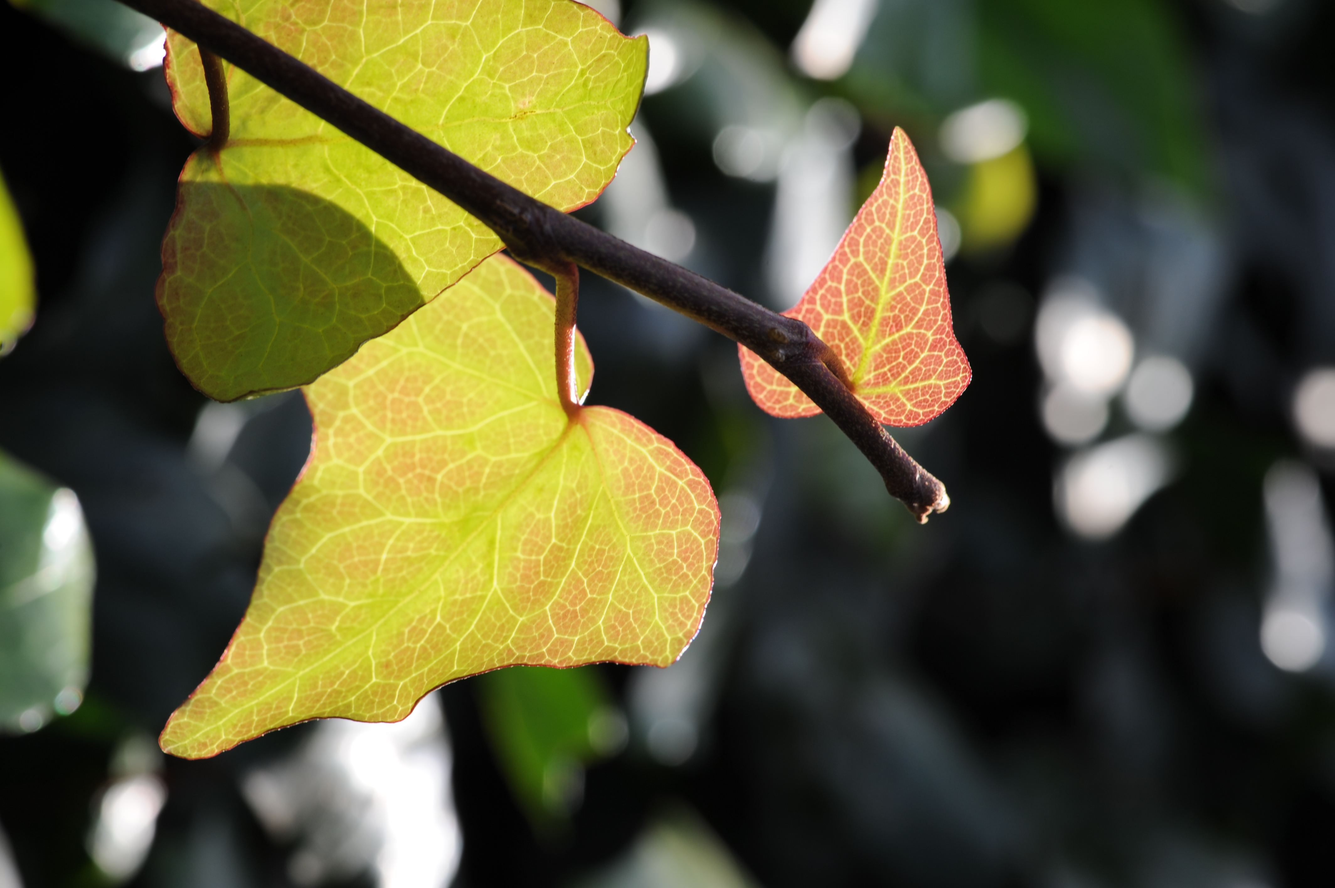 <b>D700 / APO-LANTHAR 90mm F3.5 SL II Close Focus / 約3.5MB / 2,832×4,256 / 1/100秒 / F10 / +0.3EV / ISO200 / WB:オート</b>