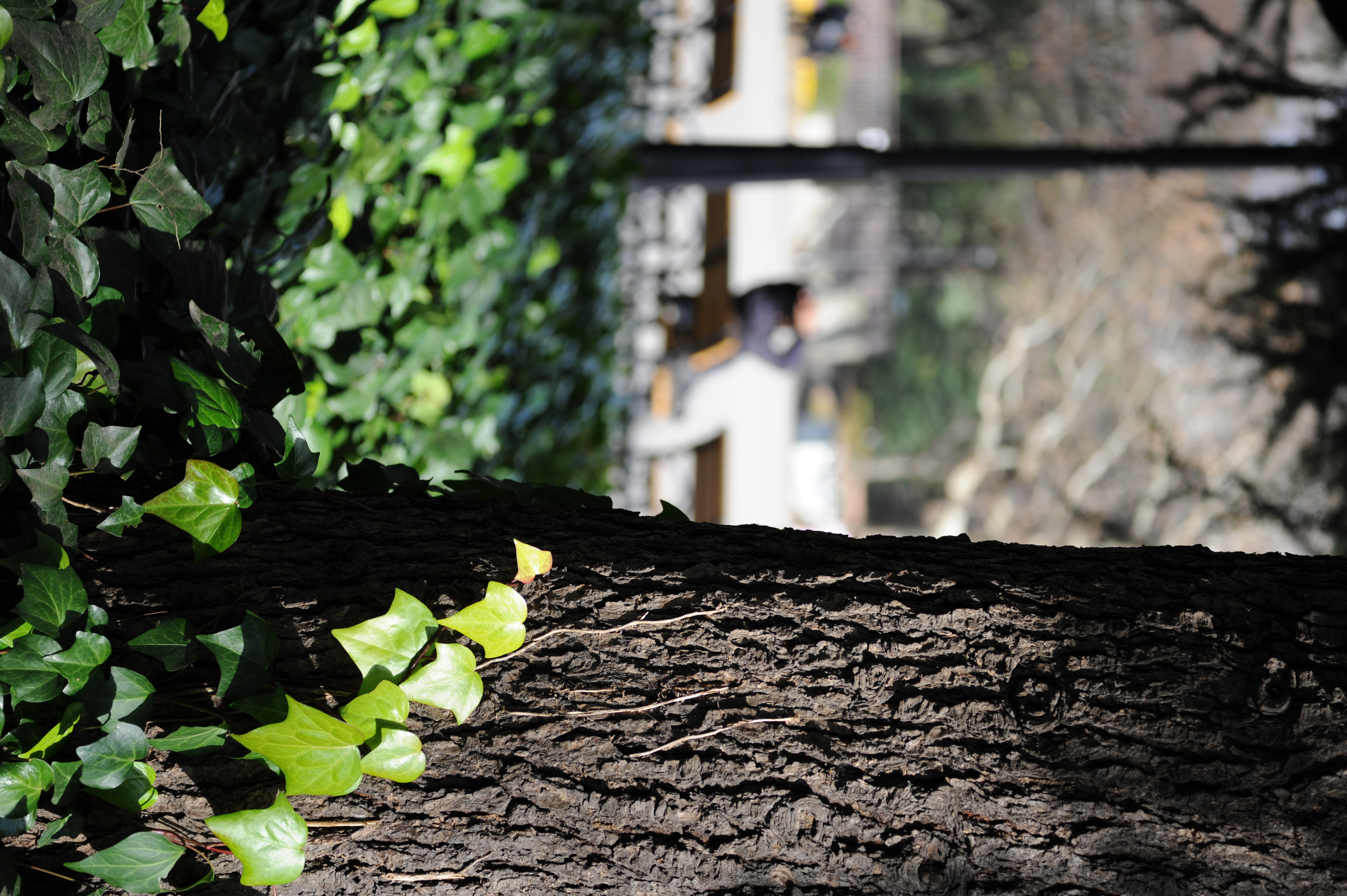 <b>D700 / APO-LANTHAR 90mm F3.5 SL II Close Focus / 約5.2MB / 2,832×4,256 / 1/500秒 / F4 / 0EV /ISO200 / WB:オート</b>