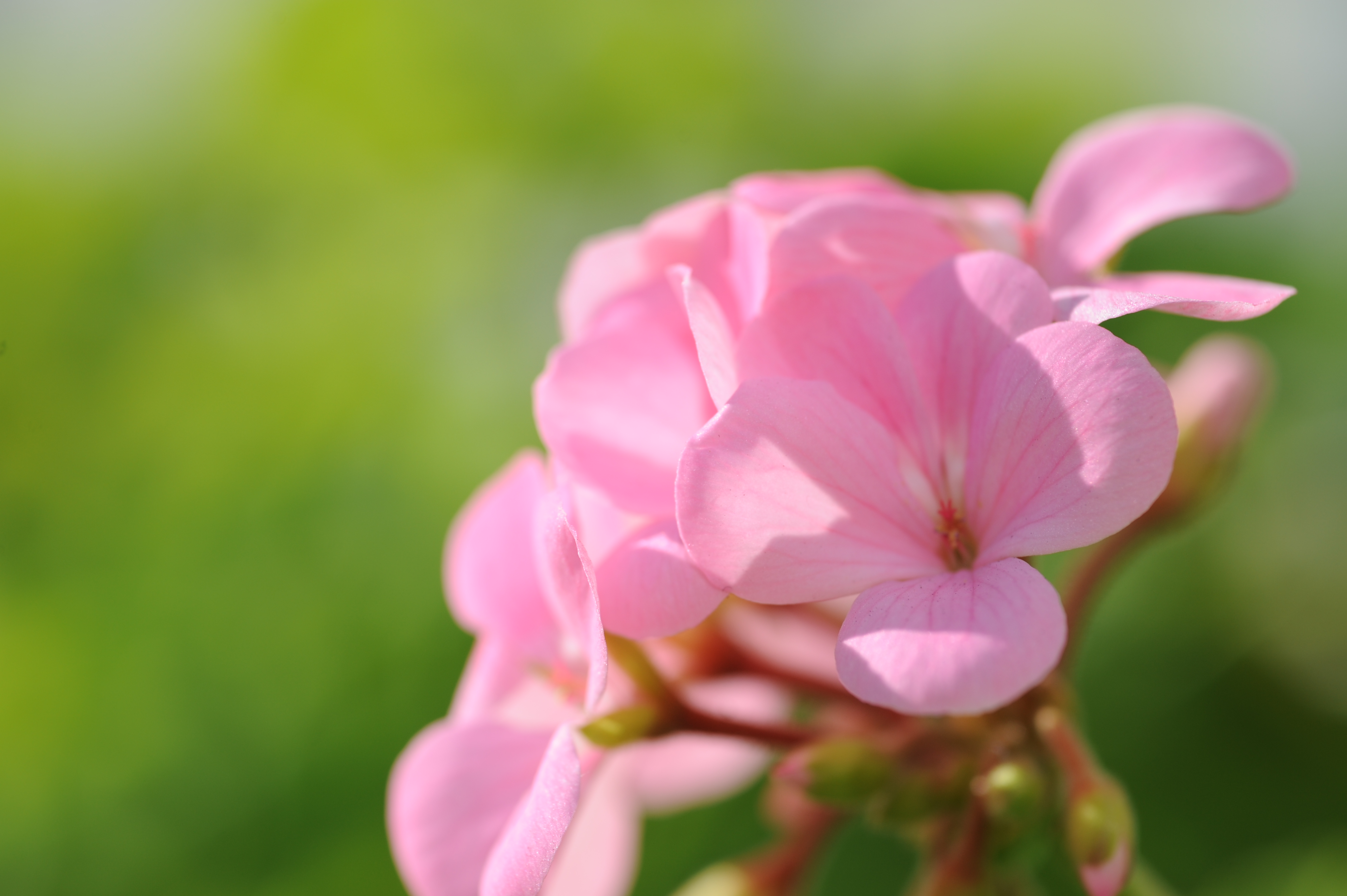 <b>D700 / APO-LANTHAR 90mm F3.5 SL II Close Focus / 約3.0MB / 4,256×2,832 / 1/640秒 / F5.6 / +0.3EV /ISO200 / WB:オート（クローズアップレンズを到着）</b>