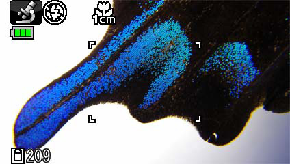 <b>デジタル顕微鏡モードの撮影画面（広角端）</b>
