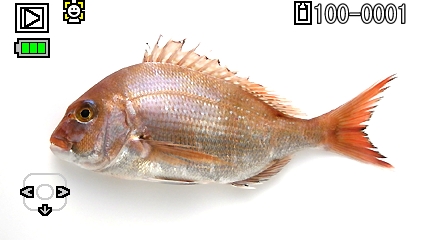 <b>魚拓フィルター（加工前）</b>