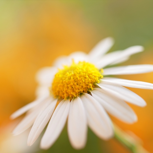 <b>GXR+GR LENS A12 50mm F2.5 MACRO</b>