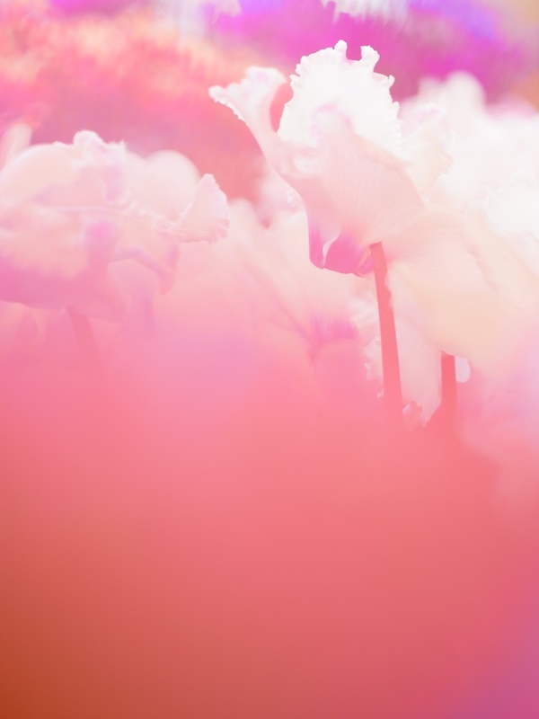 <b>GXR+GR LENS A12 50mm F2.5 MACRO</b>