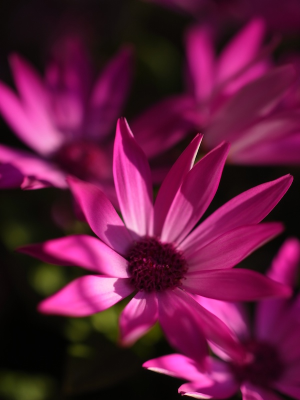 <b>GXR+GR LENS A12 50mm F2.5 MACRO</b>