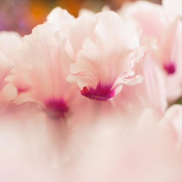 <b>GXR+GR LENS A12 50mm F2.5 MACRO</b>