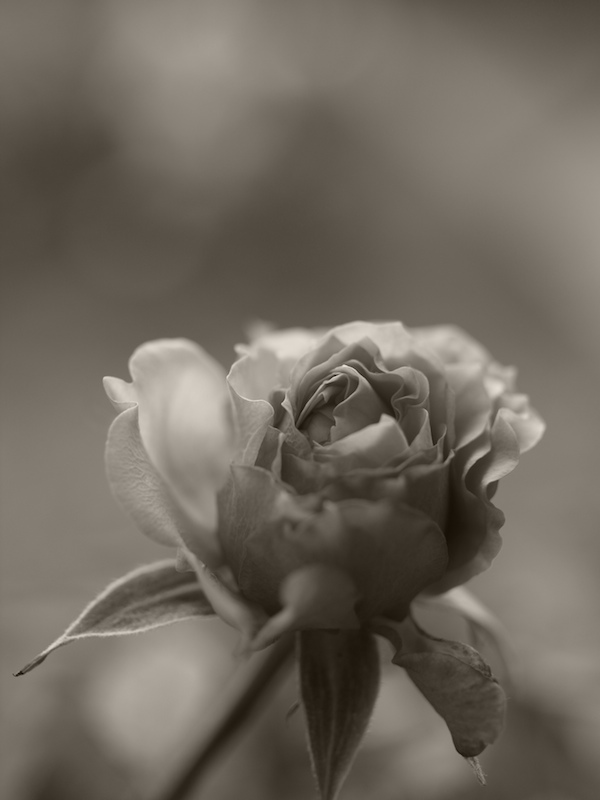 <b>GXR+GR LENS A12 50mm F2.5 MACRO</b>