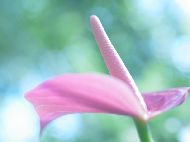 <b>GXR+GR LENS A12 50mm F2.5 MACRO</b>