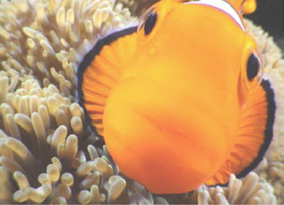 <b>(c)中村征夫</b>