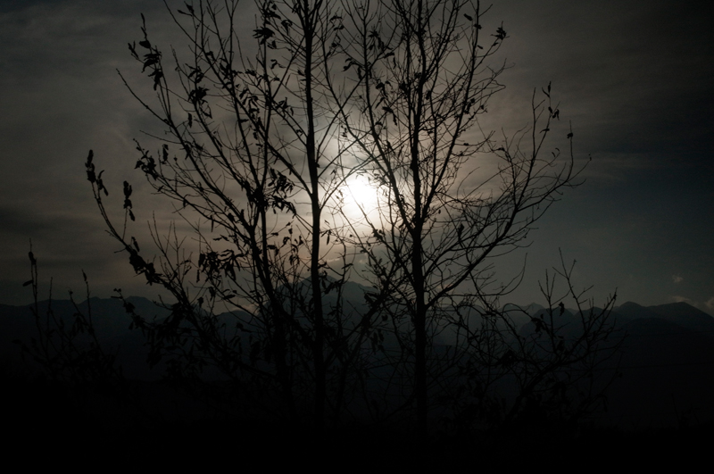 GXR+GR LENS A12 50mm F2.5 MACRO