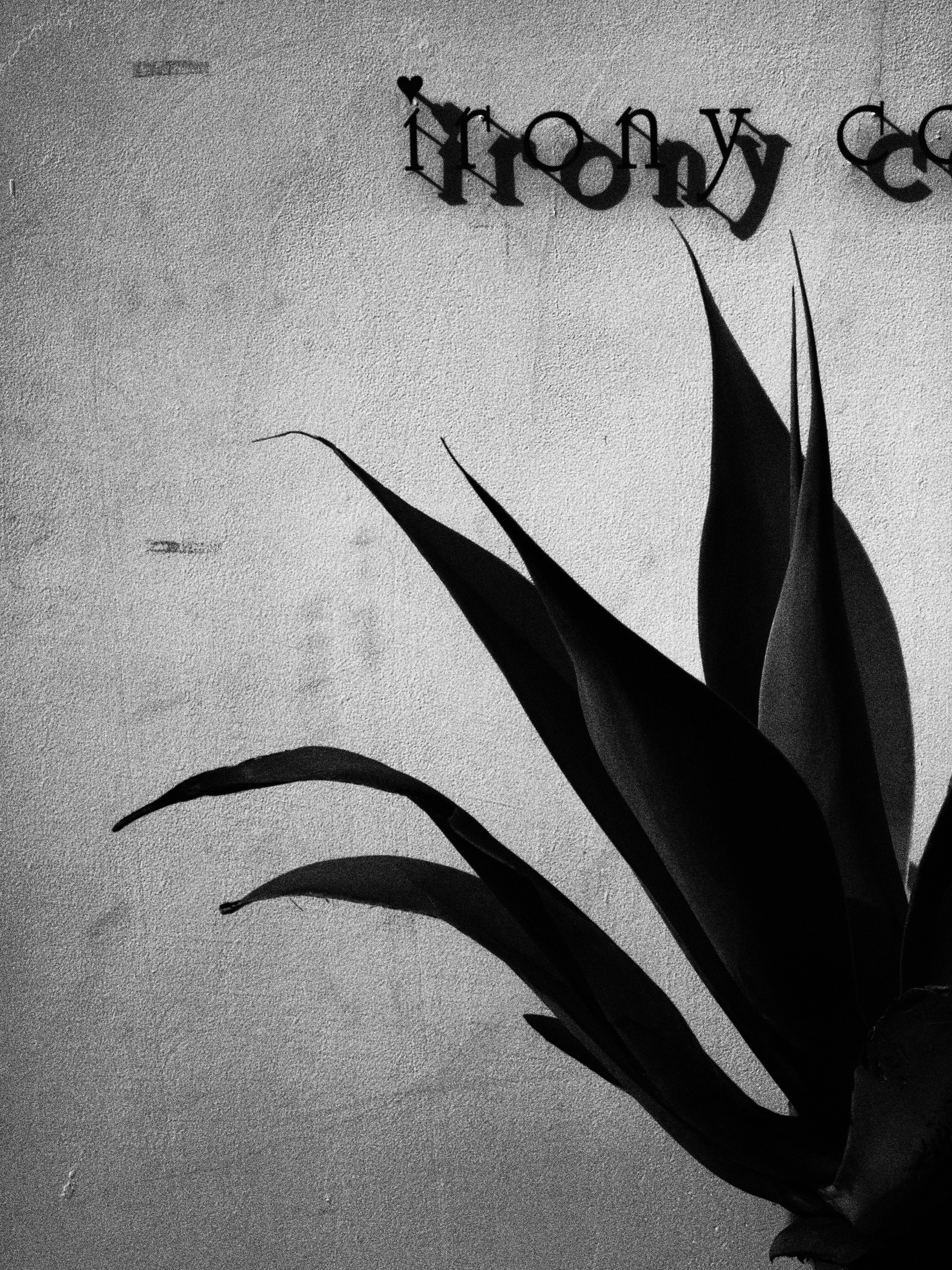 <b>ラフモノクロームで撮ったオリジナルのJPEG画像</b>