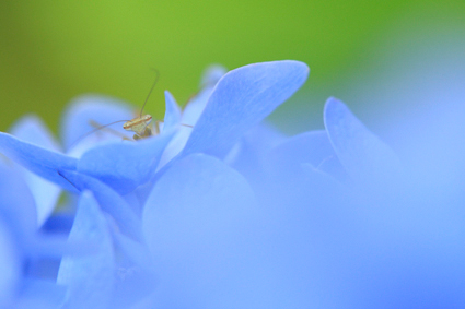 <b>第6回グランプリ受賞作品「高みの見物」</b>