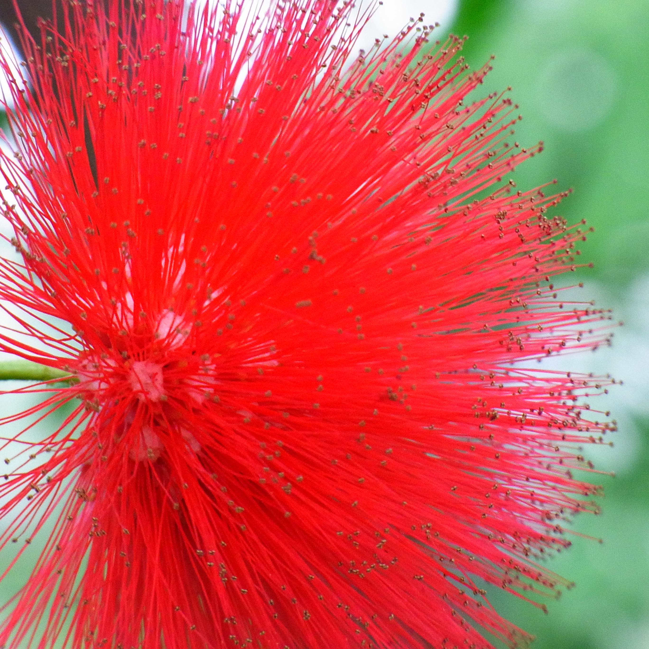 <b>1：1<br>CX3 / 約2.9MB / 2,736×2,736 / 1/16秒 / F5.6 / 0EV / ISO400 / WB:オート / 52.5mm</b>