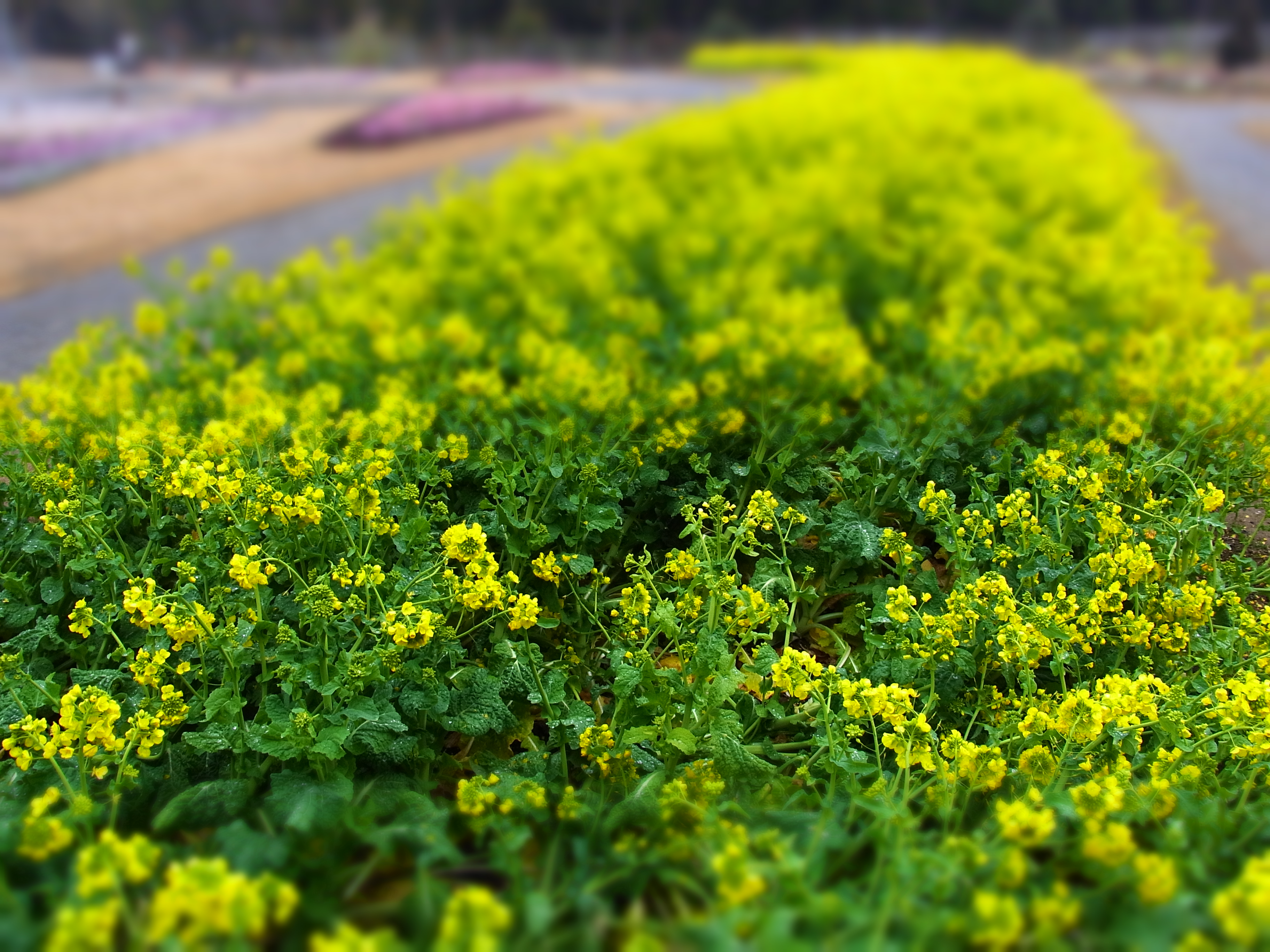 <b>CX2から搭載されている「ミニチュアライズ」で撮影。本来は俯瞰撮影で使用する機能だが、被写界深度を浅く見せ、大口径望遠レンズを絞り開放で撮影したような効果を出すこともできる<br>CX3 / 約3.4MB / 3,648×2,736 / 1/52秒 / F3.5 / 0EV / ISO80 / WB:オート / 4.9mm</b>