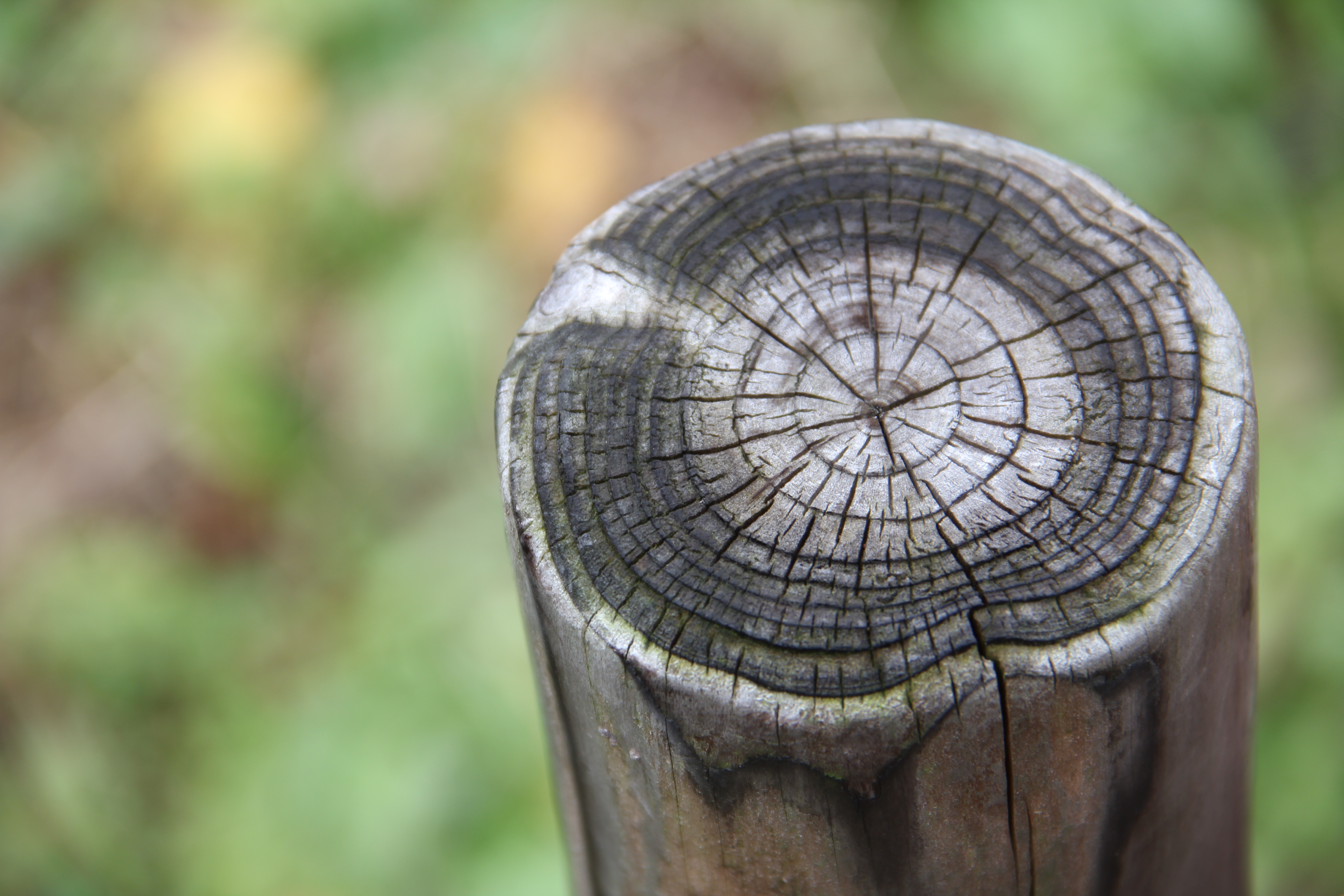 <b>最短撮影距離はズーム全域で0.45m。近接域では解像力の低下が目立ち、少々アマさが気になる画面になってしまう<br>EOS Kiss X4 / EF-S 18-135mm F3.5-5.6 IS / 5,184×3,456 / 1/40秒 / F5.6 / +0.3EV / ISO100 / WB:オート / 135mm</b>