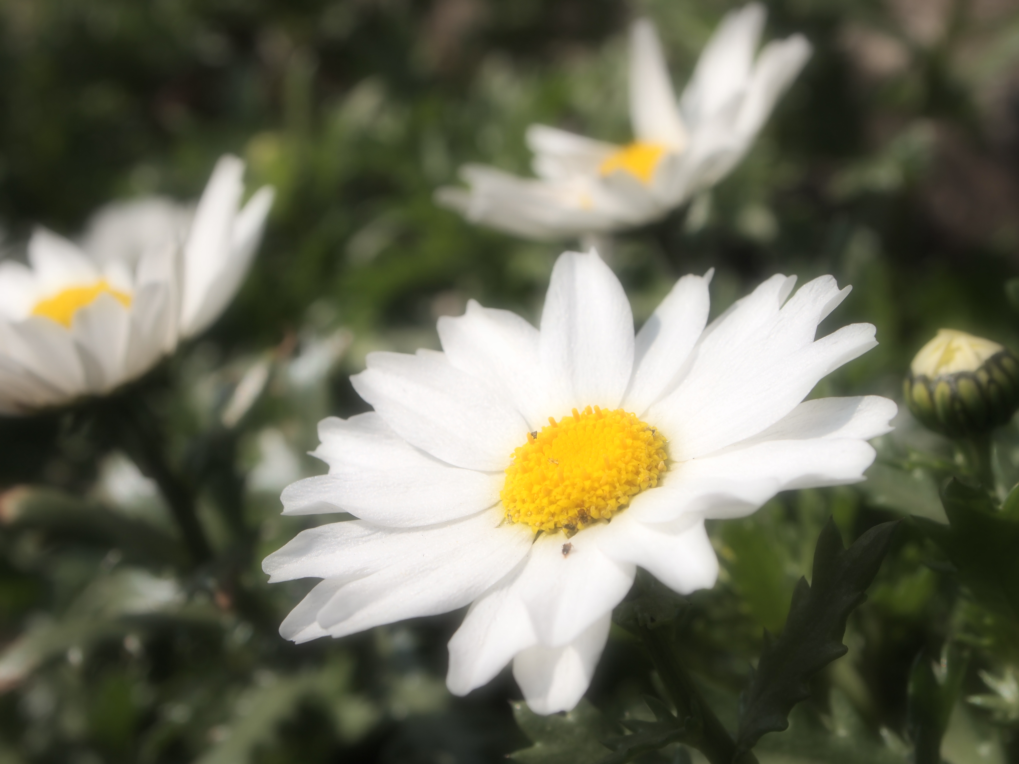 <b>ファンタジックフォーカス<br>E-PL1 / M.ZUIKO DIGITAL ED-14-42mm F3.5-5.6 L / 約2.9MB / 4,032×3,024 / 1/320秒 / F10 / 0EV / ISO100 / WB:― / 42mm</b>