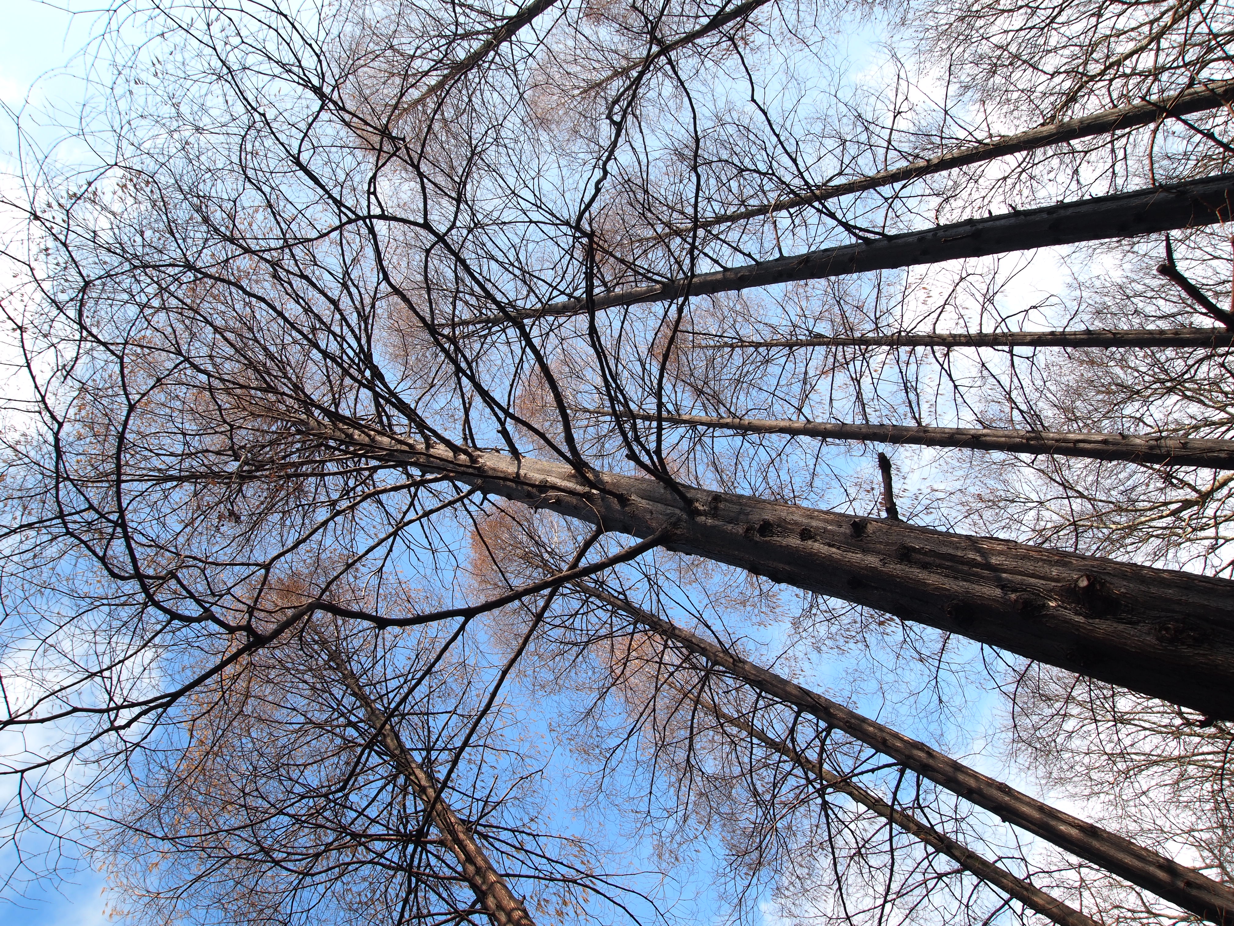 <b>E-PL1 / M.ZUIKO DIGITAL ED-14-42mm F3.5-5.6 L / 約4.8MB / 3,024×4,032 / 1/160秒 / F5.6 / +0.3EV / ISO100 / WB:オート / 14mm</b>