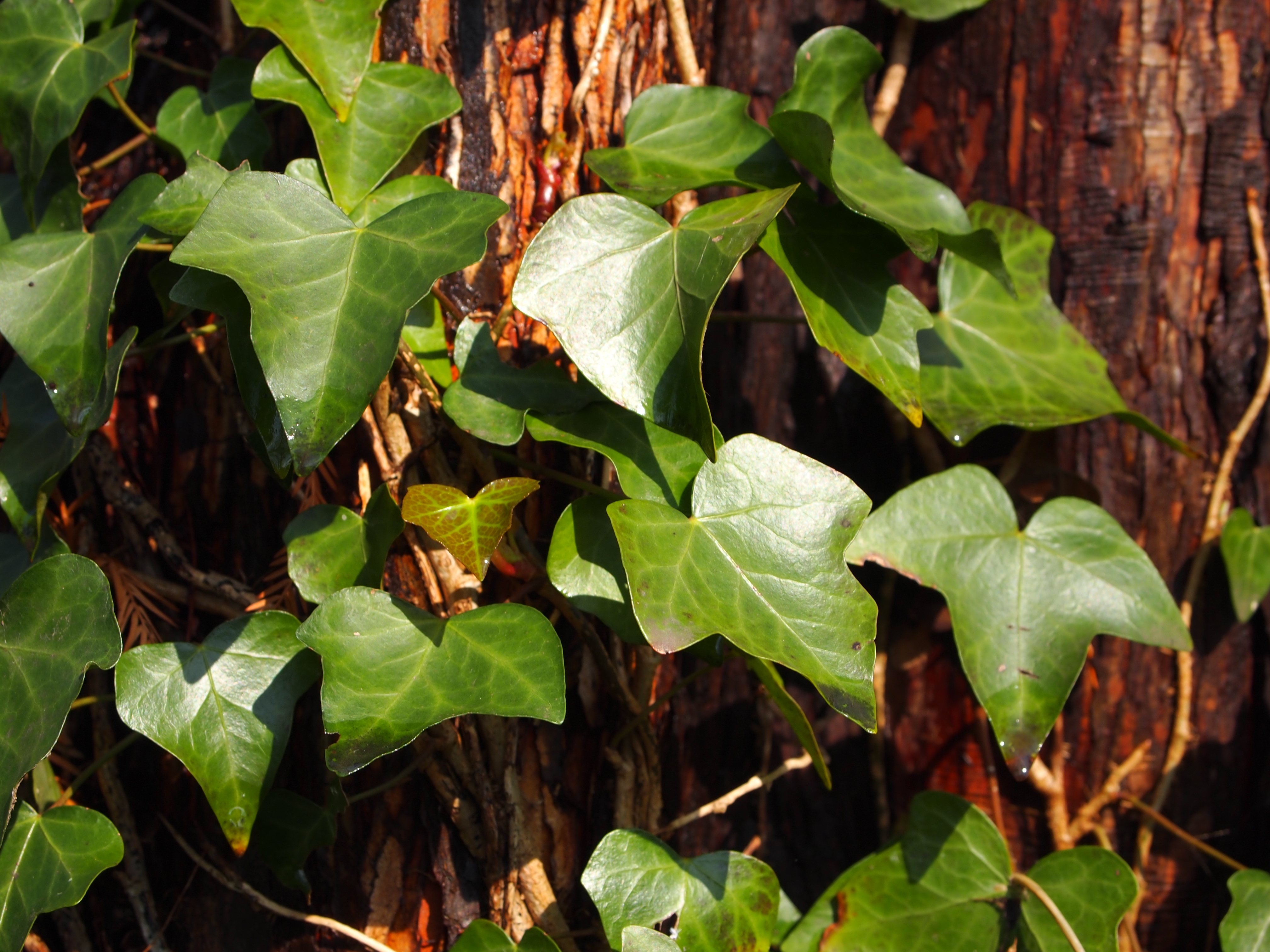 <b>E-PL1 / M.ZUIKO DIGITAL ED-14-42mm F3.5-5.6 L / 約5.1MB / 4,032×3,024 / 1/125秒 / F7.1 / -0.7EV / ISO100 / WB:オート / 37mm</b>