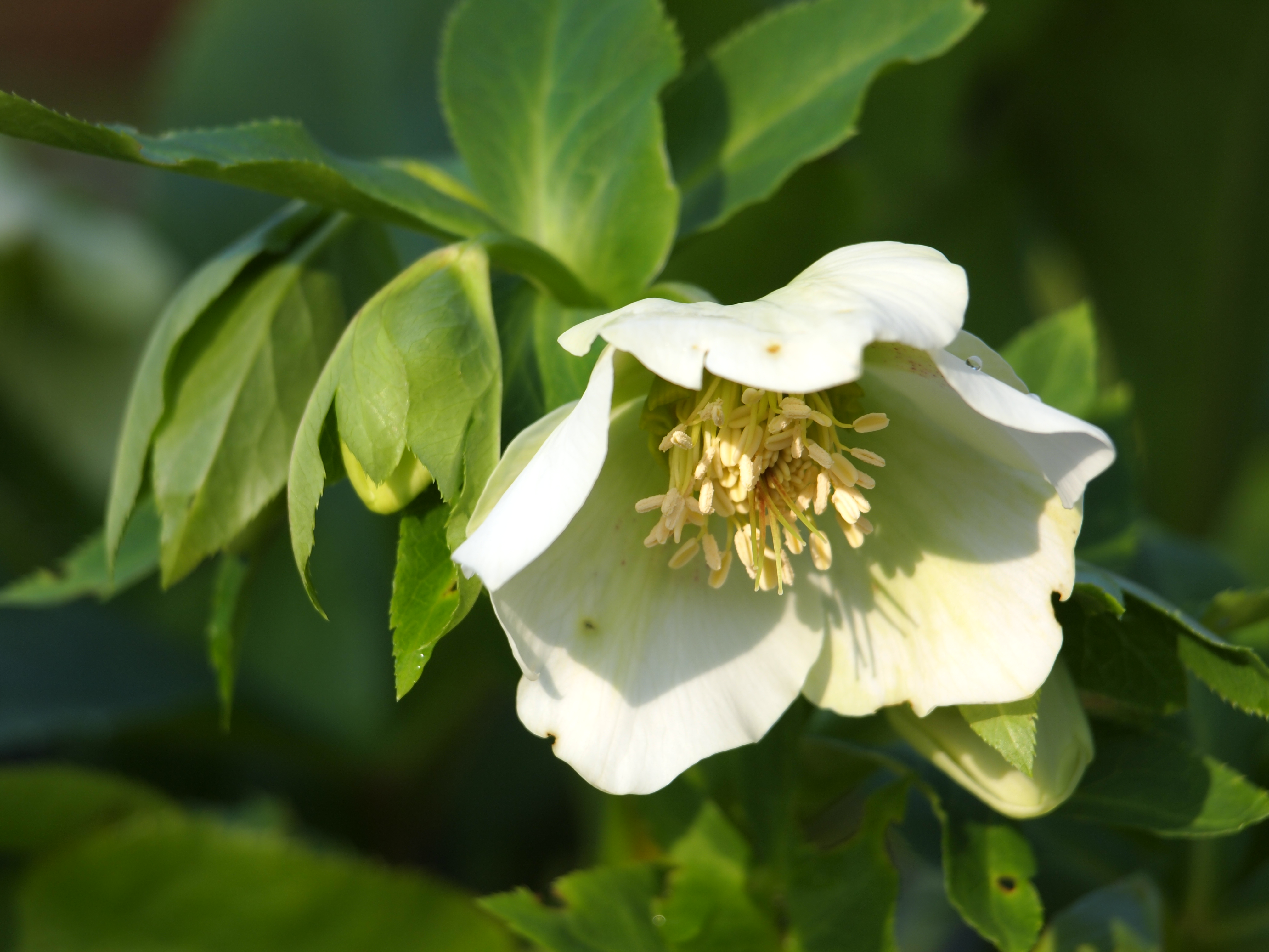 <b>E-PL1 / ZUIKO DIGITAL ED 40-150mm F4-5.6 / 約4.1MB / 4,032×3,024 / 1/160秒 / F5.6 / +0.3EV / ISO100 / WB:晴天 / 150mm</b>