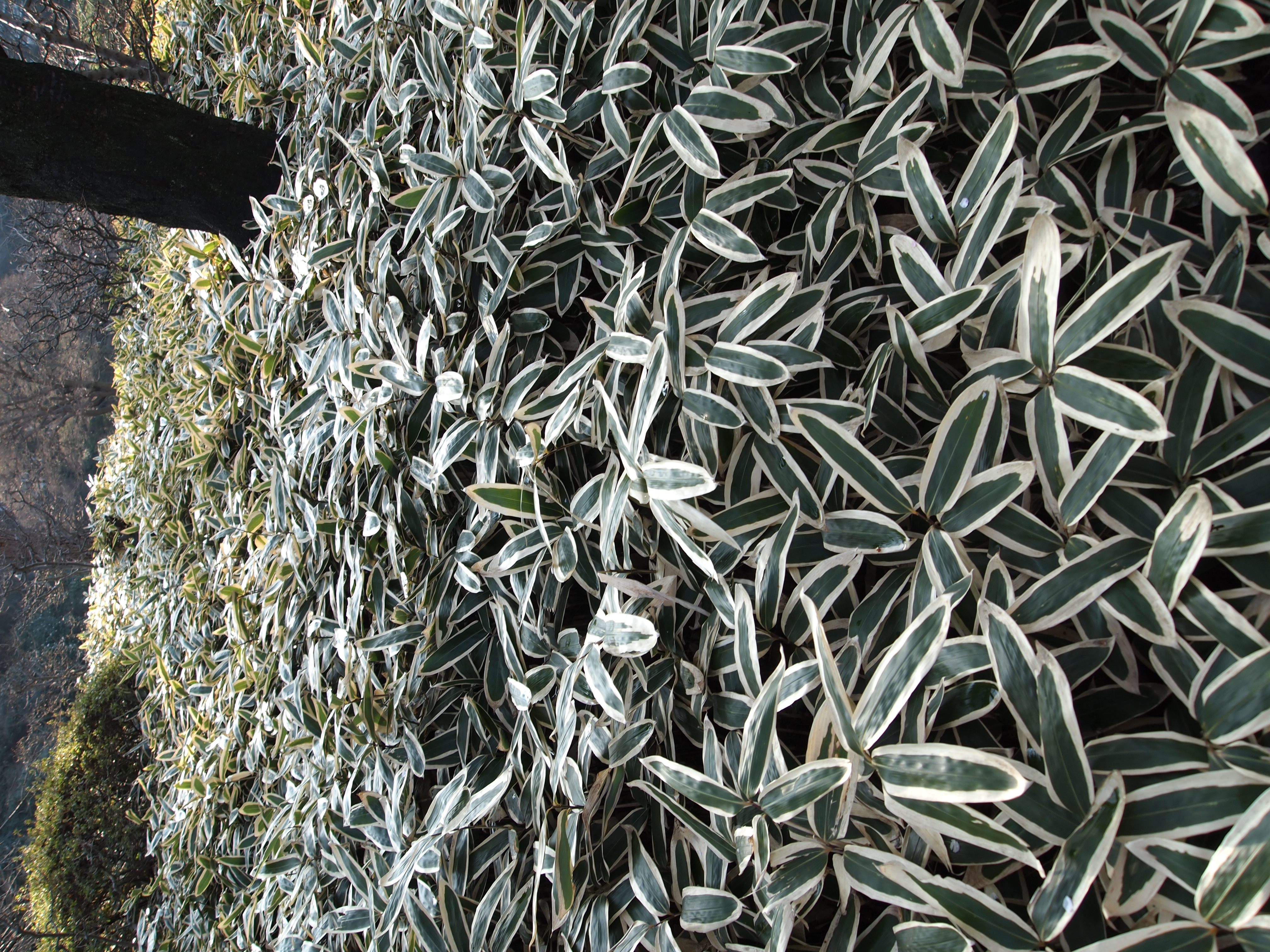 <b>E-PL1 / M.ZUIKO DIGITAL ED-14-42mm F3.5-5.6 L / 約5.9MB / 3,024×4,032 / 1/100秒 / F4 / 0EV / ISO100 / WB:晴天 / 14mm</b>