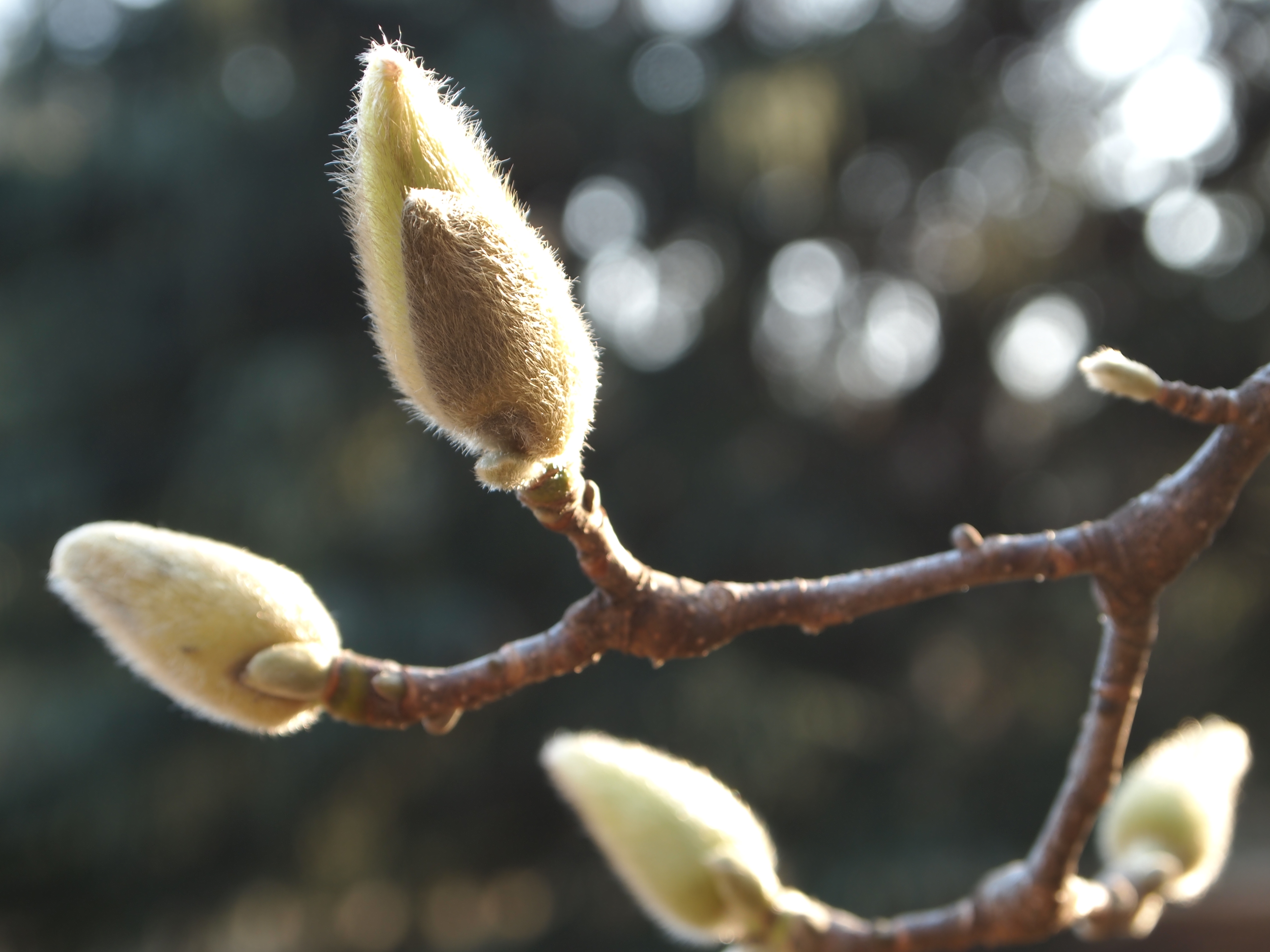 <b>E-PL1 / M.ZUIKO DIGITAL ED-14-42mm F3.5-5.6 L / 約3.9MB / 3,024×4,032 / 1/25秒 / F5.6 / -0.3EV / ISO100 / WB:晴天 / 42mm</b>