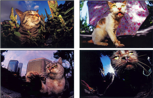 <b>第43回キヤノンフォトコンテスト グランプリ入賞作品「縄張り」（山崎勝範氏）</b>