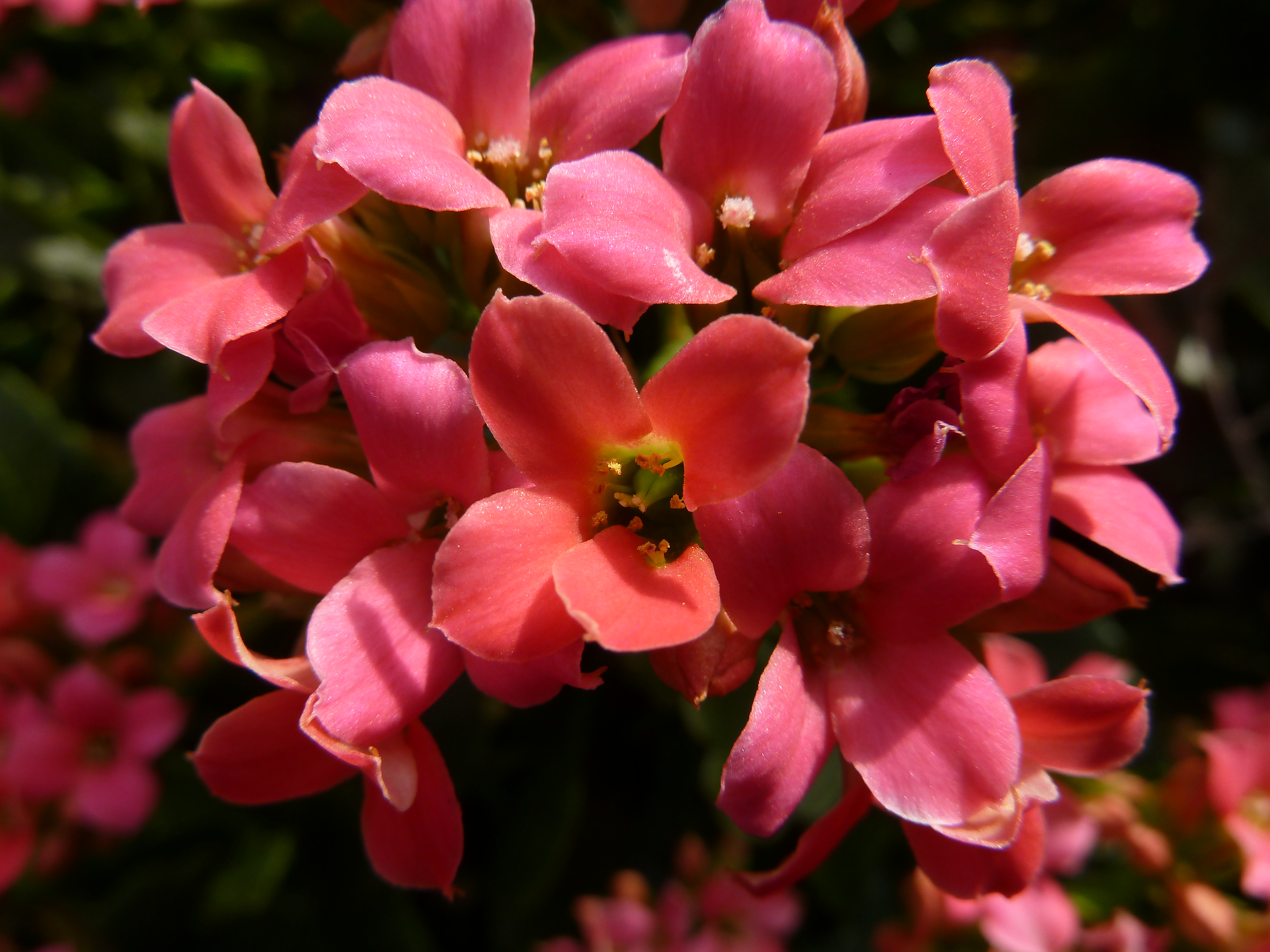 <b>DMC-TZ10 / 約4.7MB / 4,000×3,000 / 1/250秒 / F4 / 0EV / ISO80 / WB:オート / 4.1mm</b>