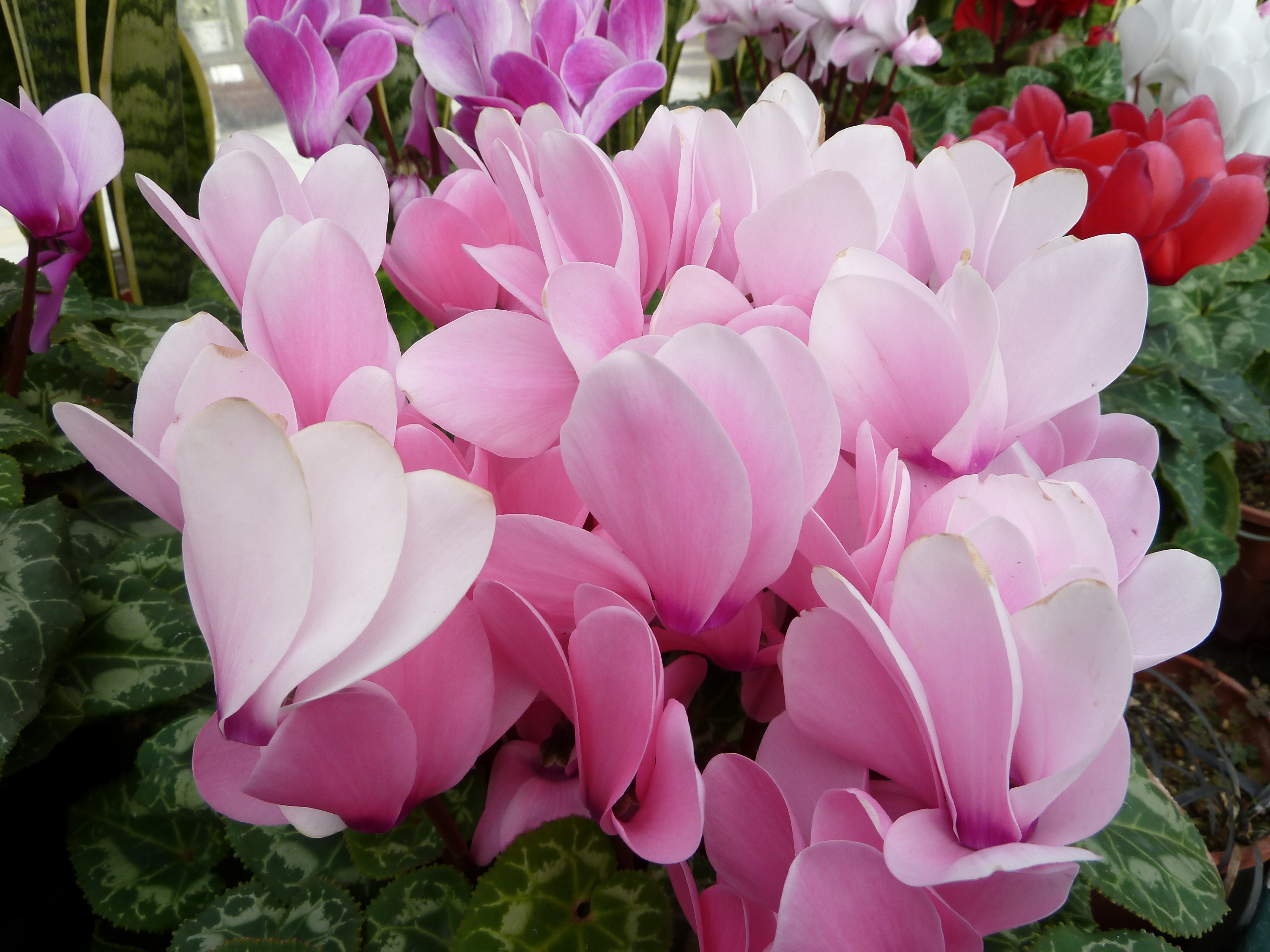 <b>DMC-TZ10 / 約4.1MB / 4,000×3,000 / 1/100秒 / F4 / 0EV / ISO80 / WB:オート / 4.1mm</b>